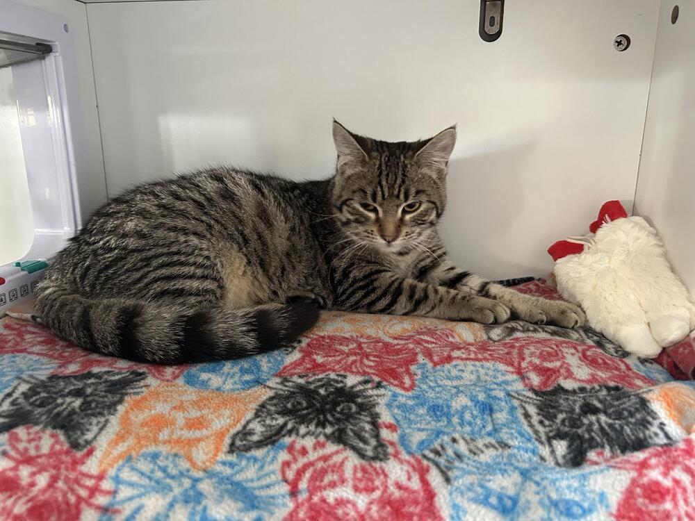 Enlarge Katie Kat, a Adoptable Domestic Short Hair in Plymouth, MN image 2/4