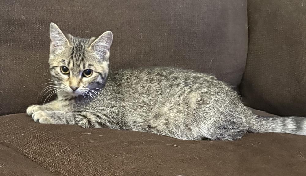 Enlarge Katie Kat, a Adoptable Domestic Short Hair in Plymouth, MN image 5/6