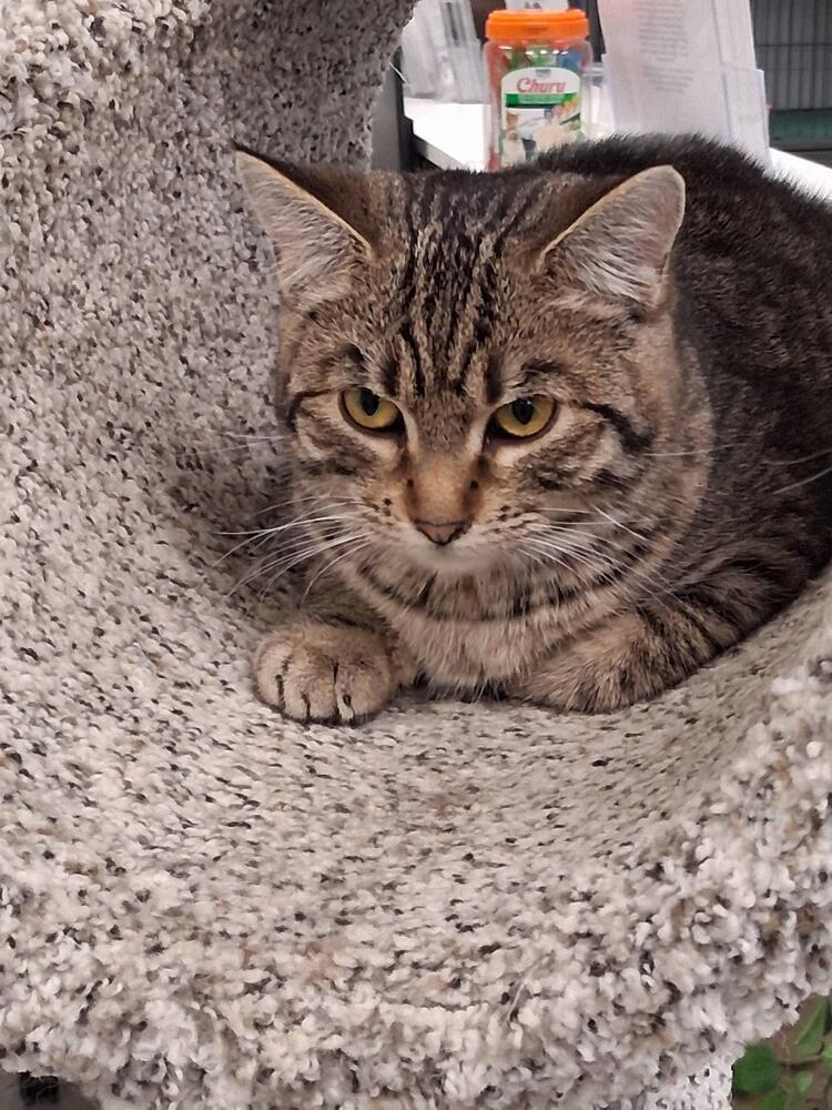 Enlarge Katie Kat, a Adoptable Domestic Short Hair in Plymouth, MN image 3/4