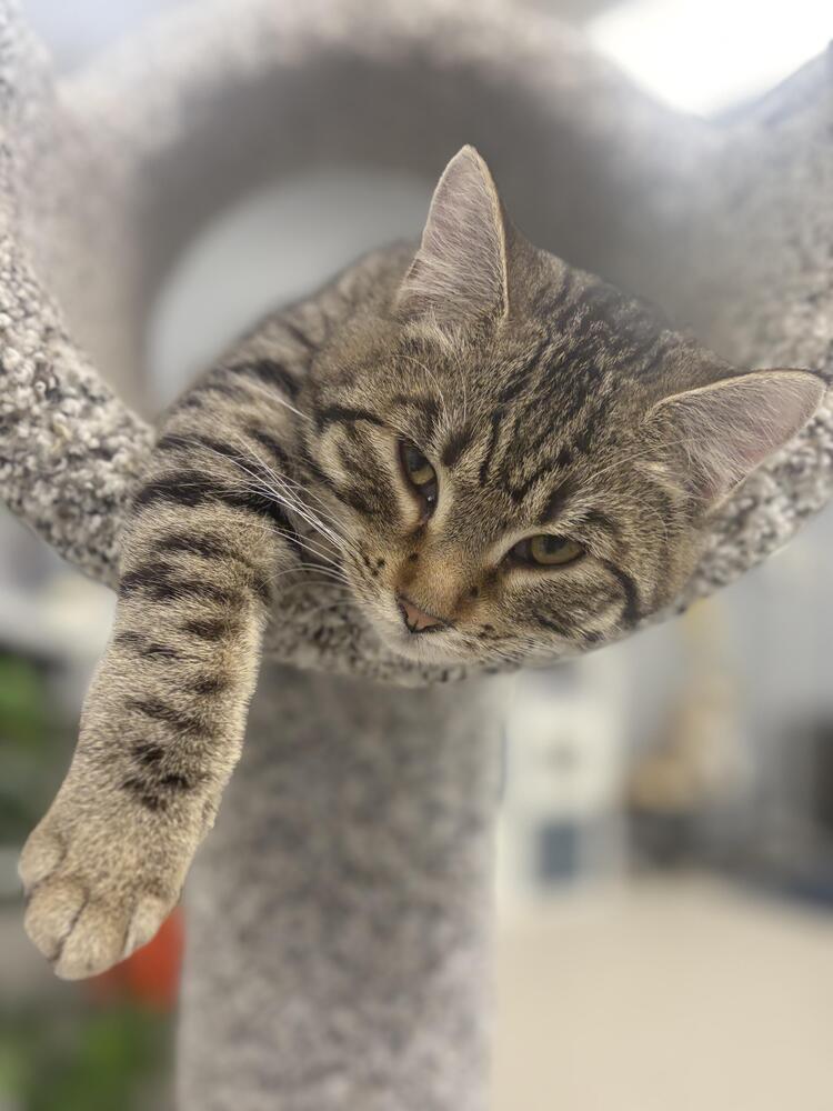 Enlarge Katie Kat, a Adoptable Domestic Short Hair in Plymouth, MN image 4/4
