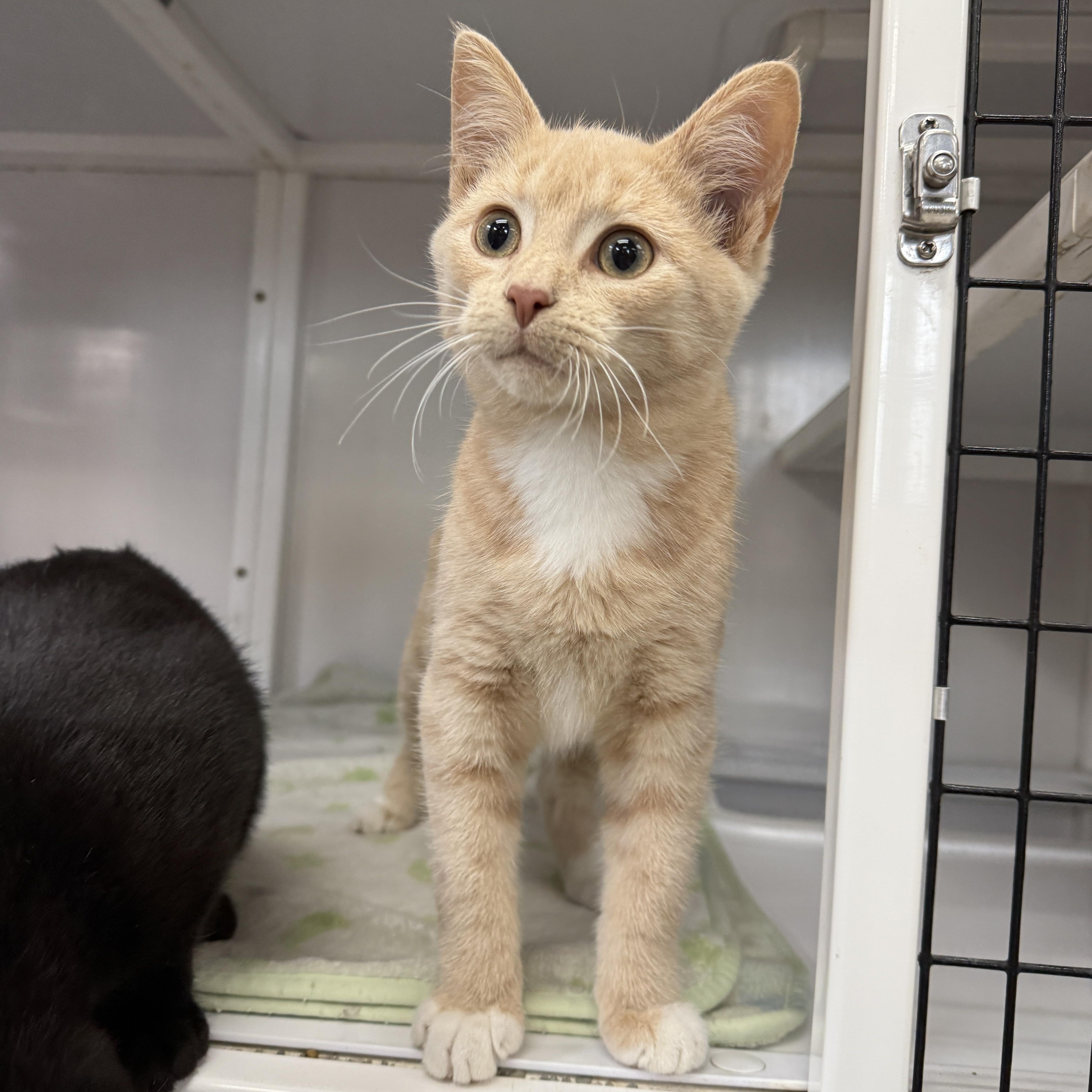 Oogie Boogie, Adoptable, Kitten Male Domestic Short Hair.