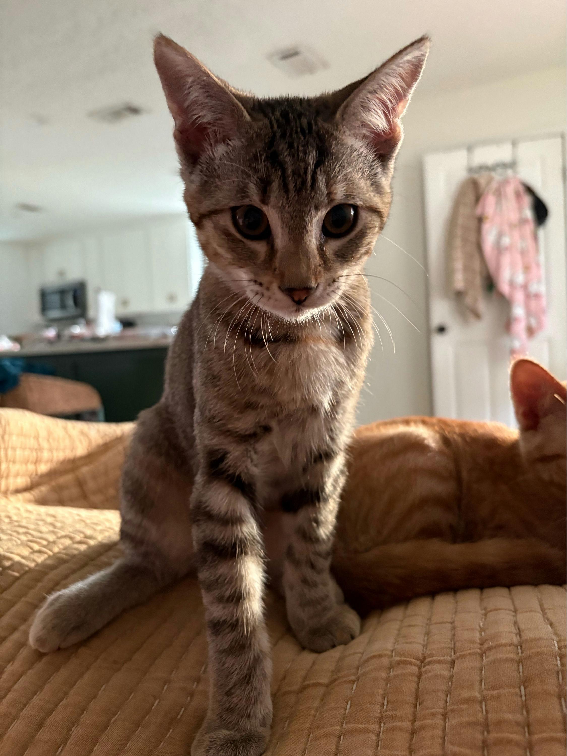 Carmella, Baby Female unknown