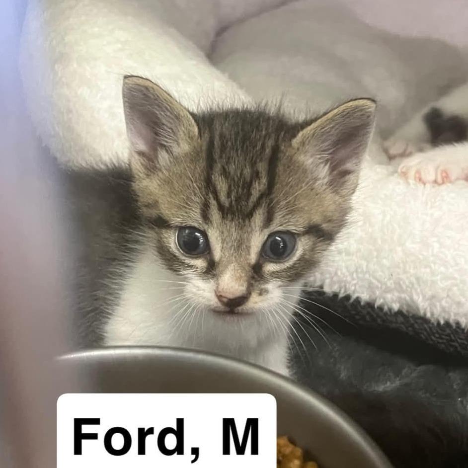 The Cars - Ford, Adoptable, Kitten Male Domestic Short Hair.