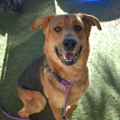 Diesel, a ADOPTABLE mixed breed in Flagstaff, AZ image 2/2