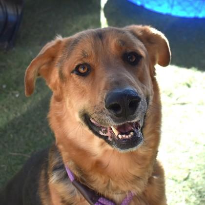 Diesel, a ADOPTABLE mixed breed in Flagstaff, AZ image 1/2