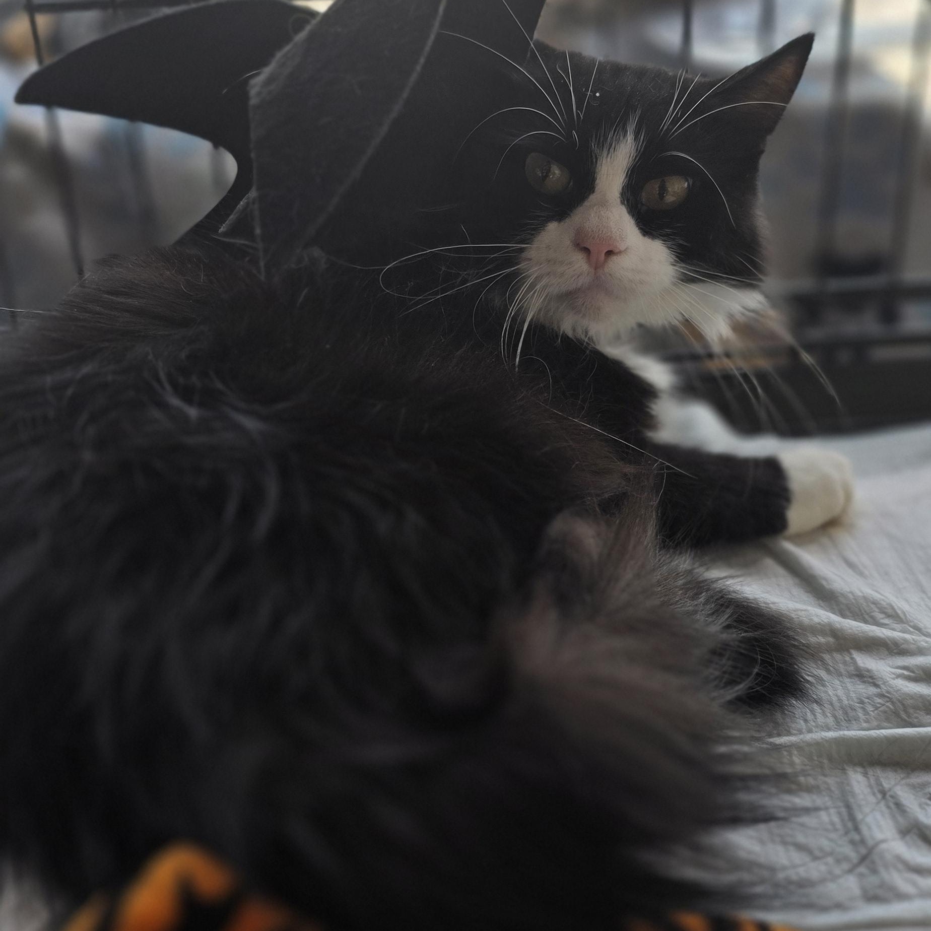 Enlarge Mariposa, a Adoptable Tuxedo in Perth Amboy , NJ image 2/5