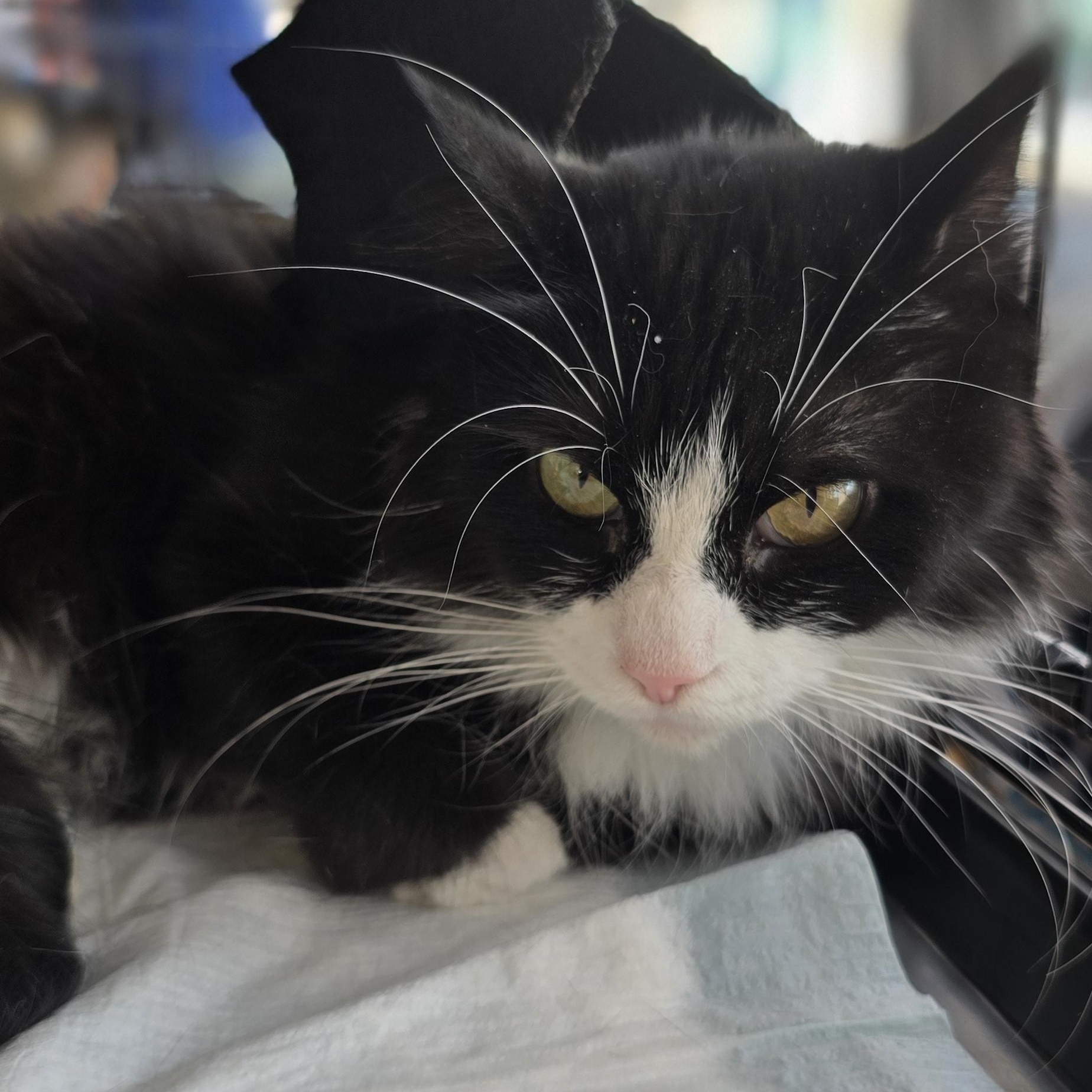 Mariposa, Adoptable, Adult Female Tuxedo.