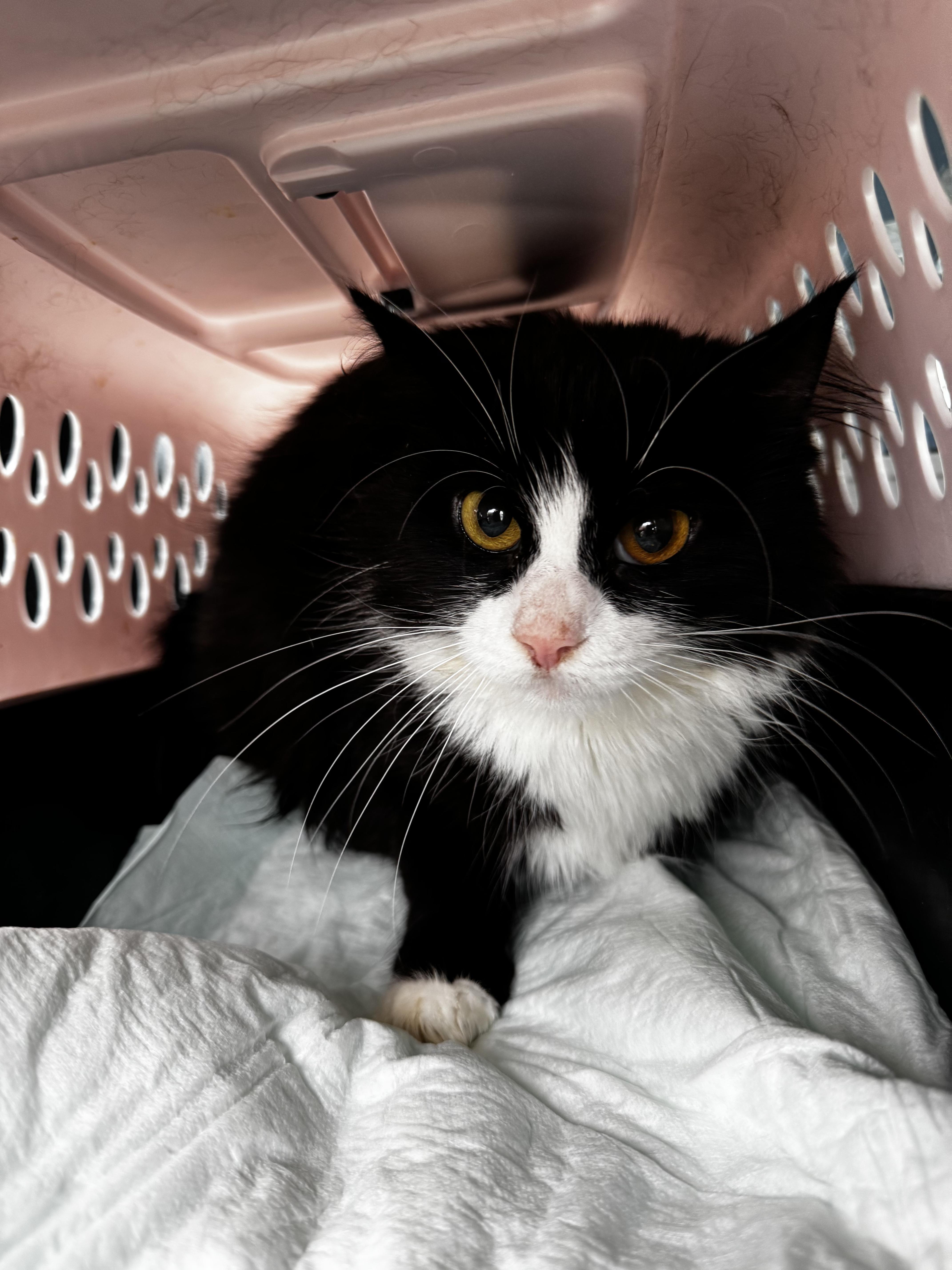 Enlarge Mariposa, a Adoptable Tuxedo in Perth Amboy , NJ image 5/5