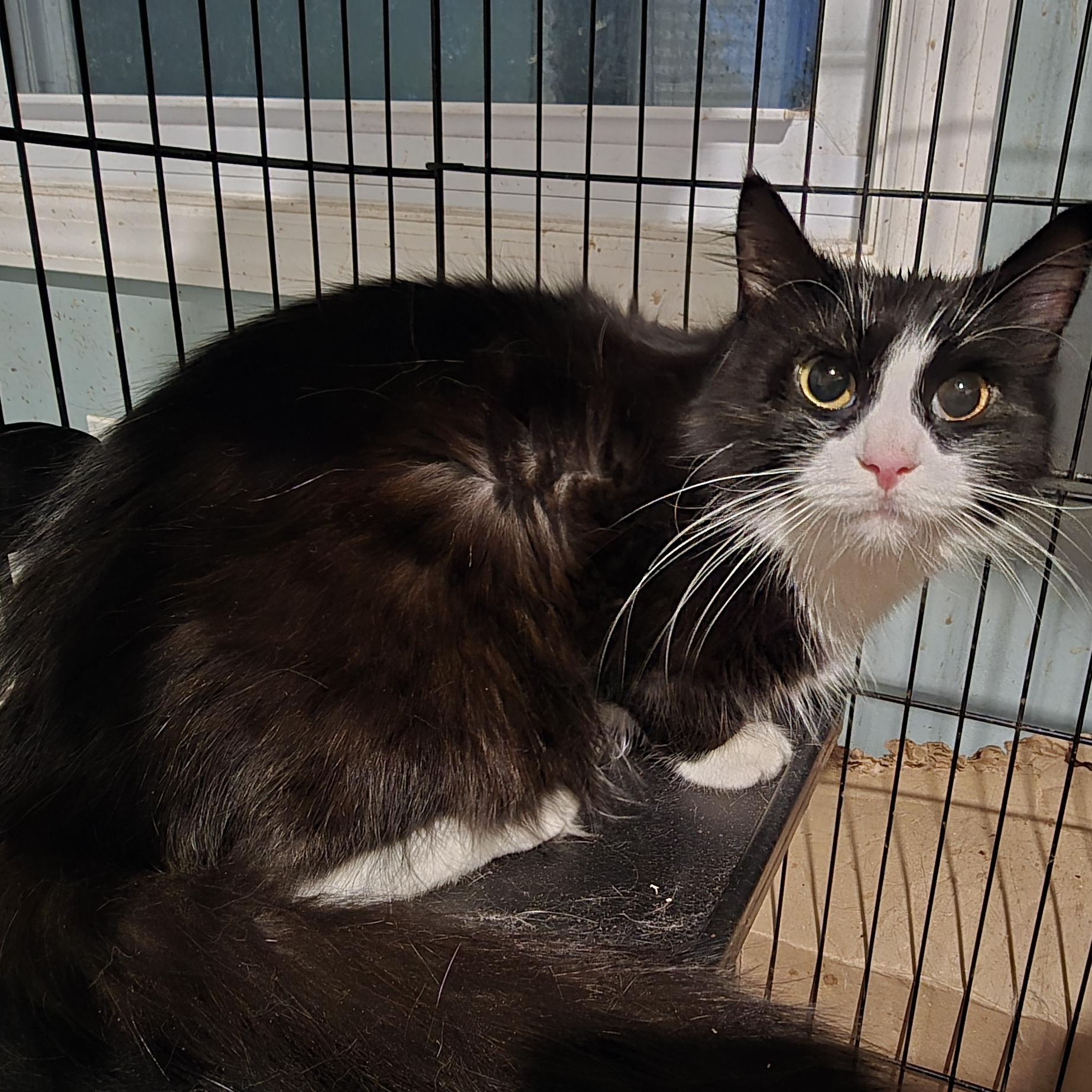 Enlarge Mariposa, a Adoptable Tuxedo in Perth Amboy , NJ image 3/5