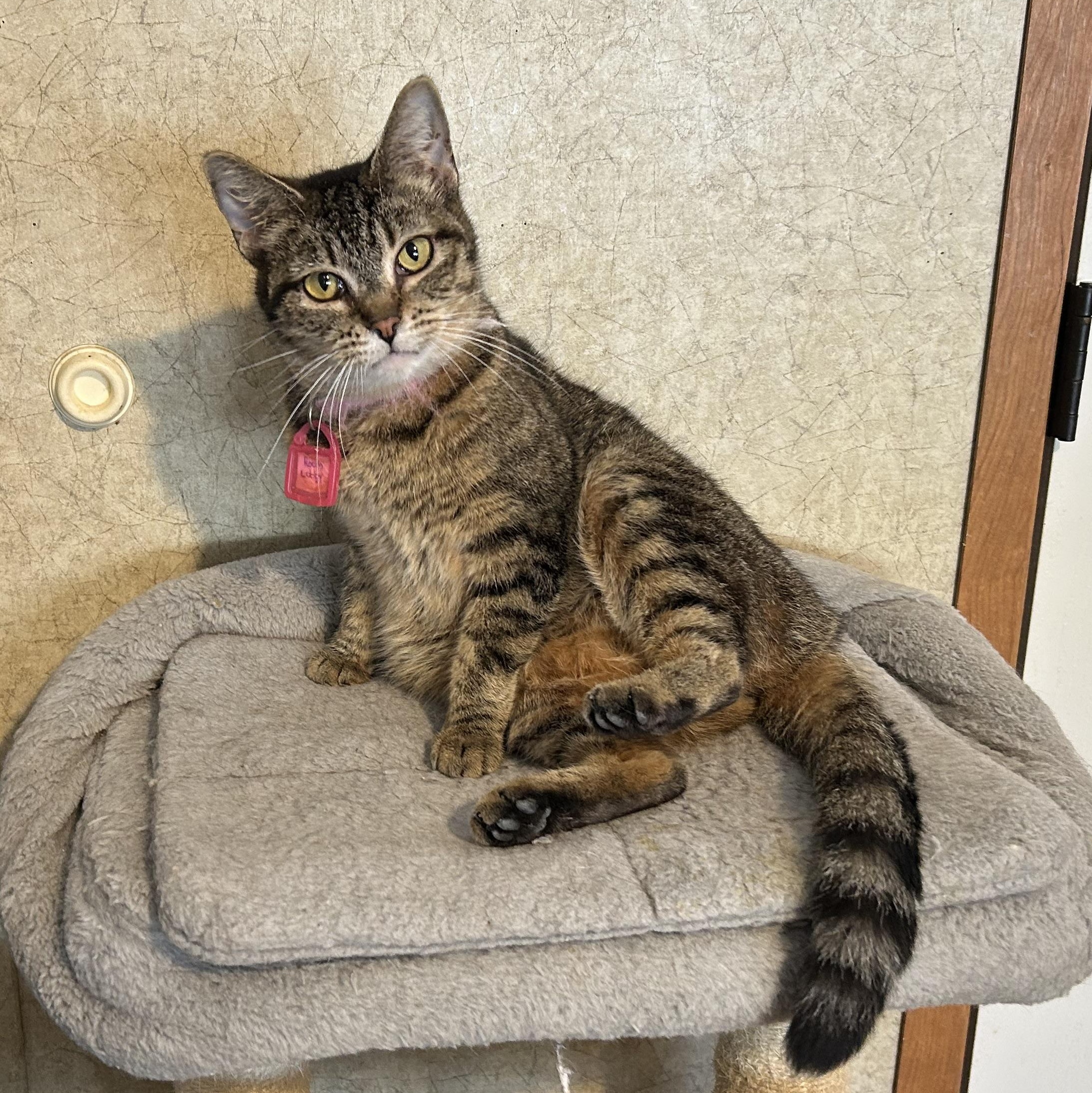 Enlarge Hannah Montana, a Adoptable Domestic Short Hair in La Salle, IL image 1/1