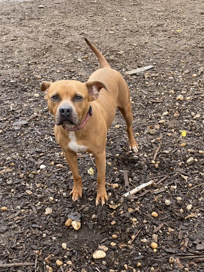 Ebony, Adoptable, Adult Female Pit Bull Terrier.