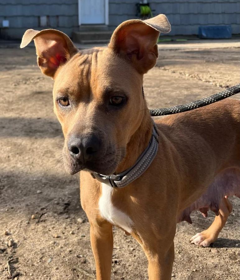 Enlarge Ebony, a Adoptable Pit Bull Terrier in Lindenhurst, NY image 3/3