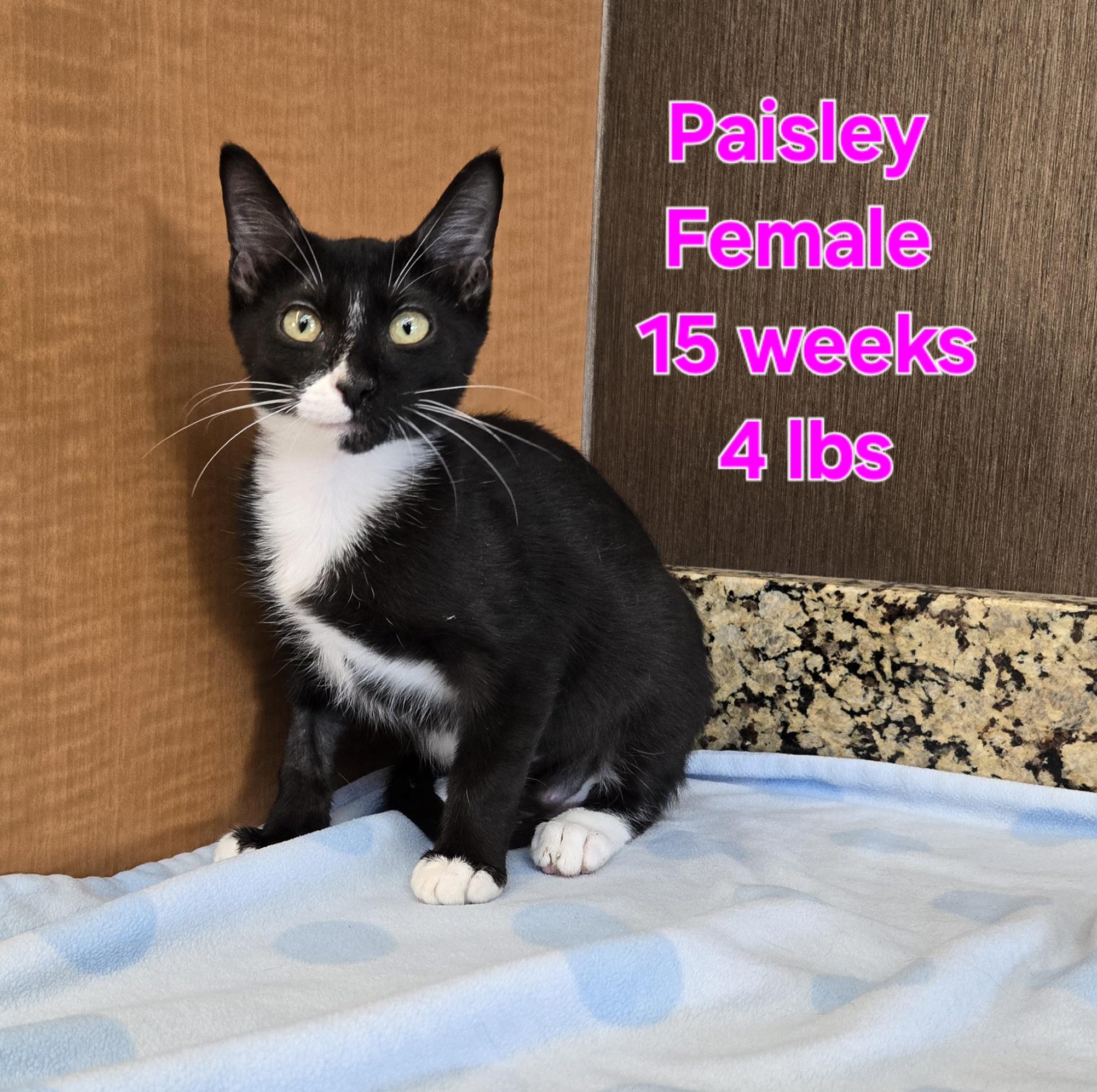 Paisley