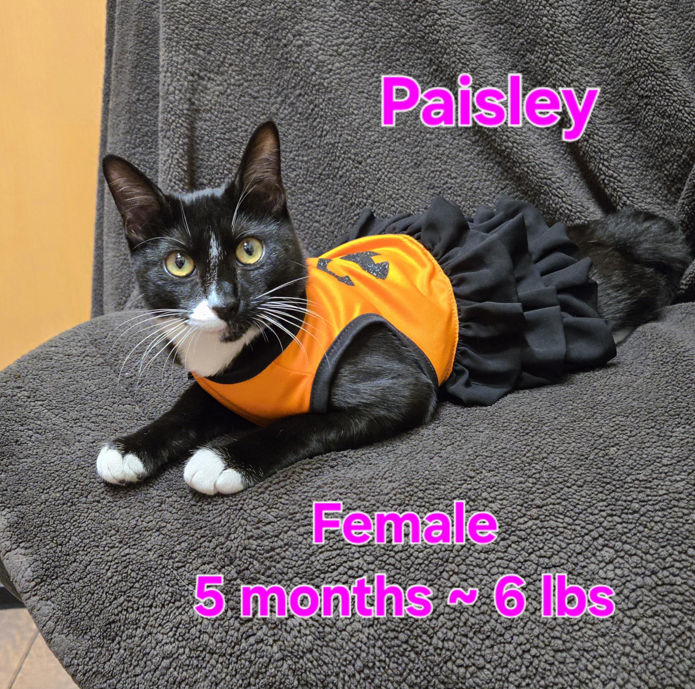 Paisley