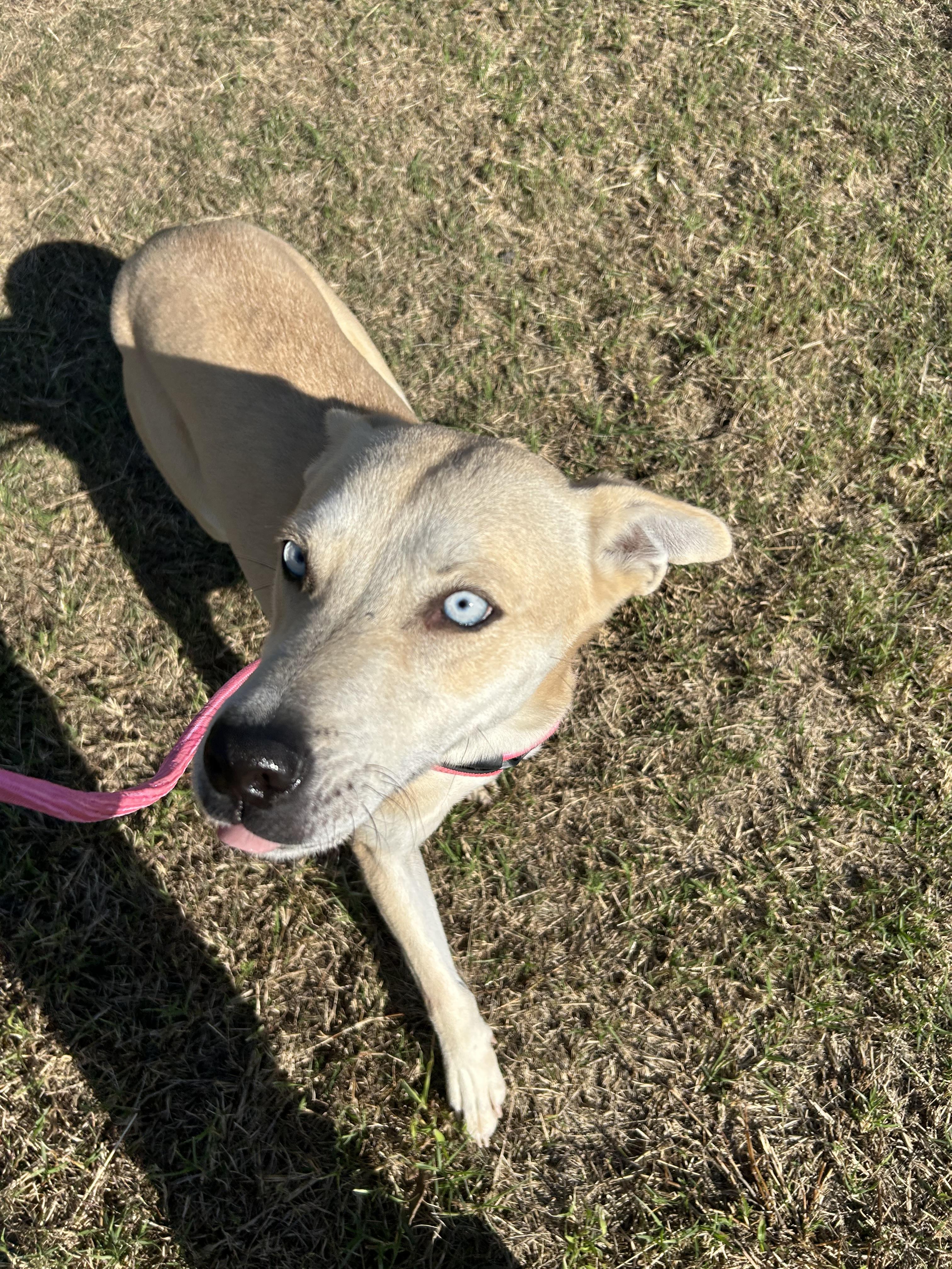 Enlarge Karma, a Adoptable mixed breed in  Perry, OK image 1/4