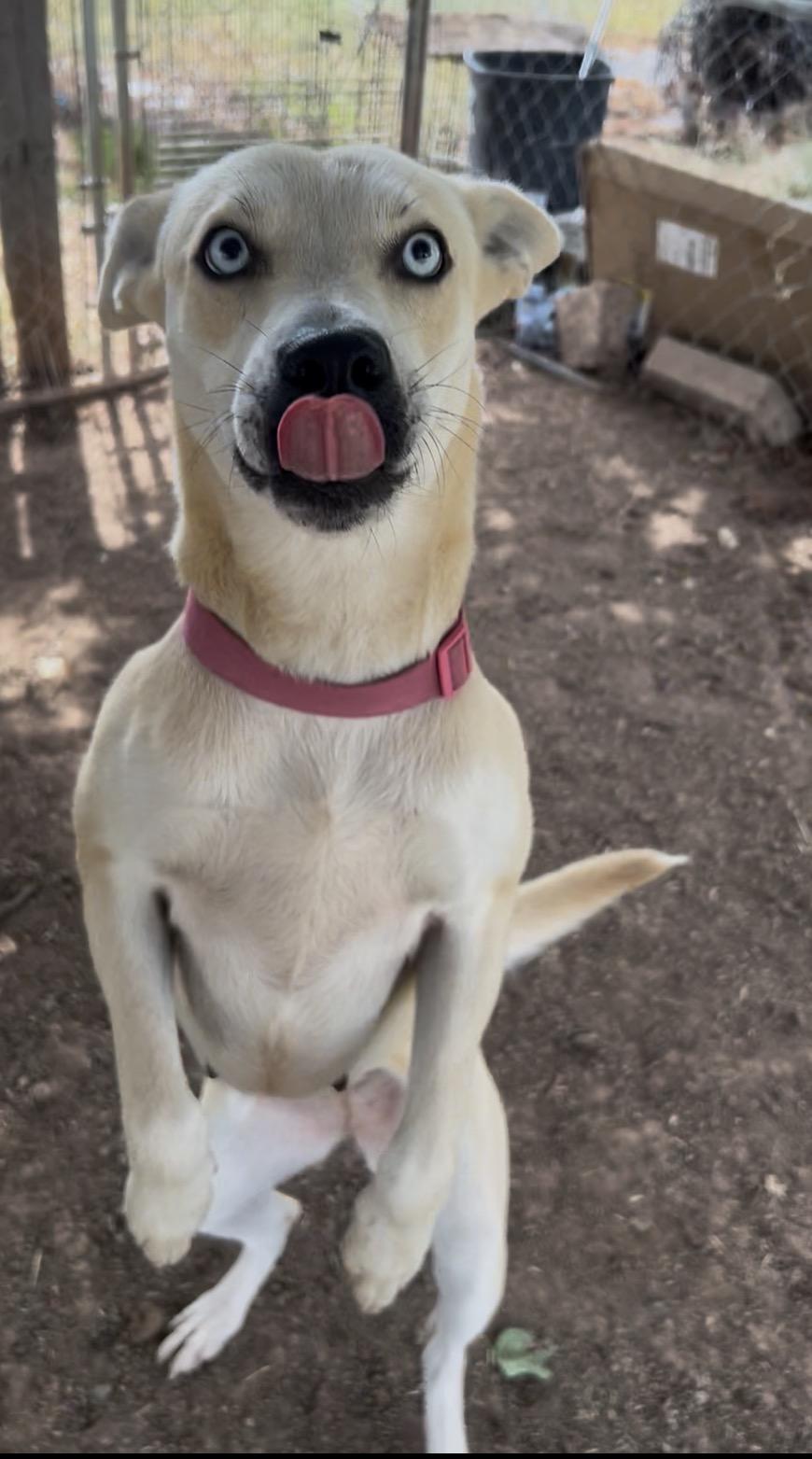 Enlarge Karma, a Adoptable mixed breed in  Perry, OK image 2/4