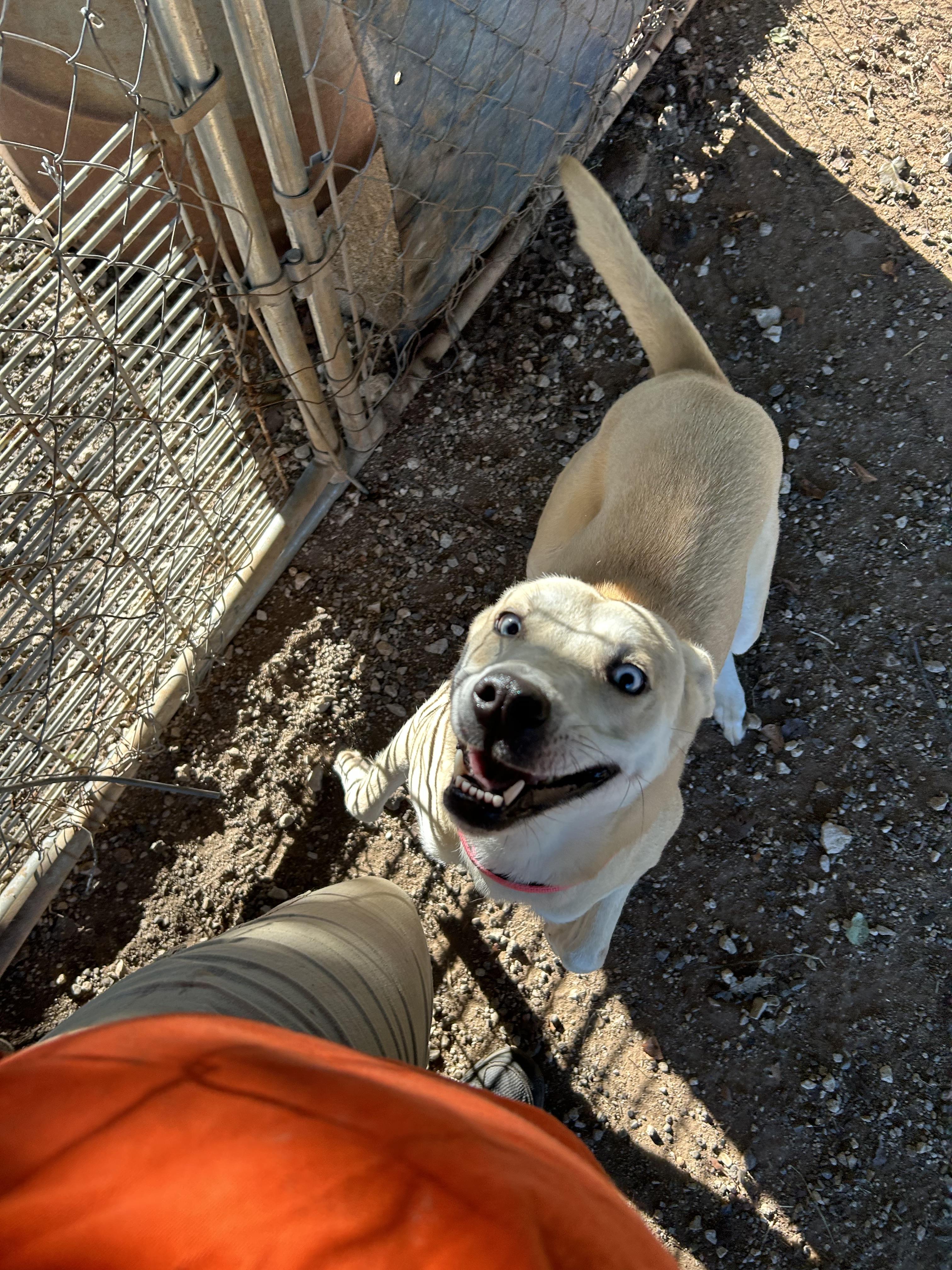 Enlarge Karma, a Adoptable mixed breed in  Perry, OK image 4/4