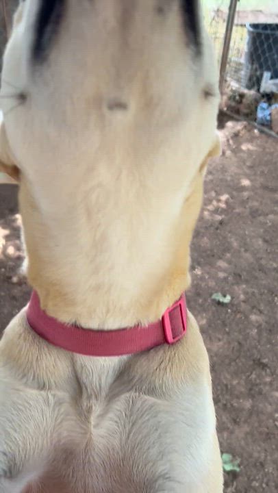 Enlarge Karma, a Adoptable mixed breed in  Perry, OK video 3/4