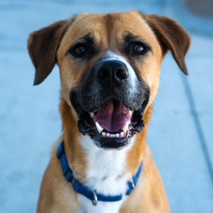 Enlarge Harley, a Adoptable Hound in Newport Beach, CA image 1/6