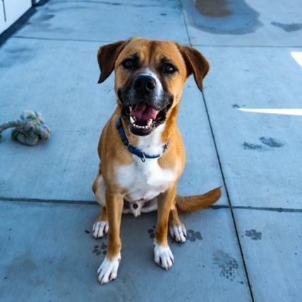 Enlarge Harley, a Adoptable Hound in Newport Beach, CA image 4/6