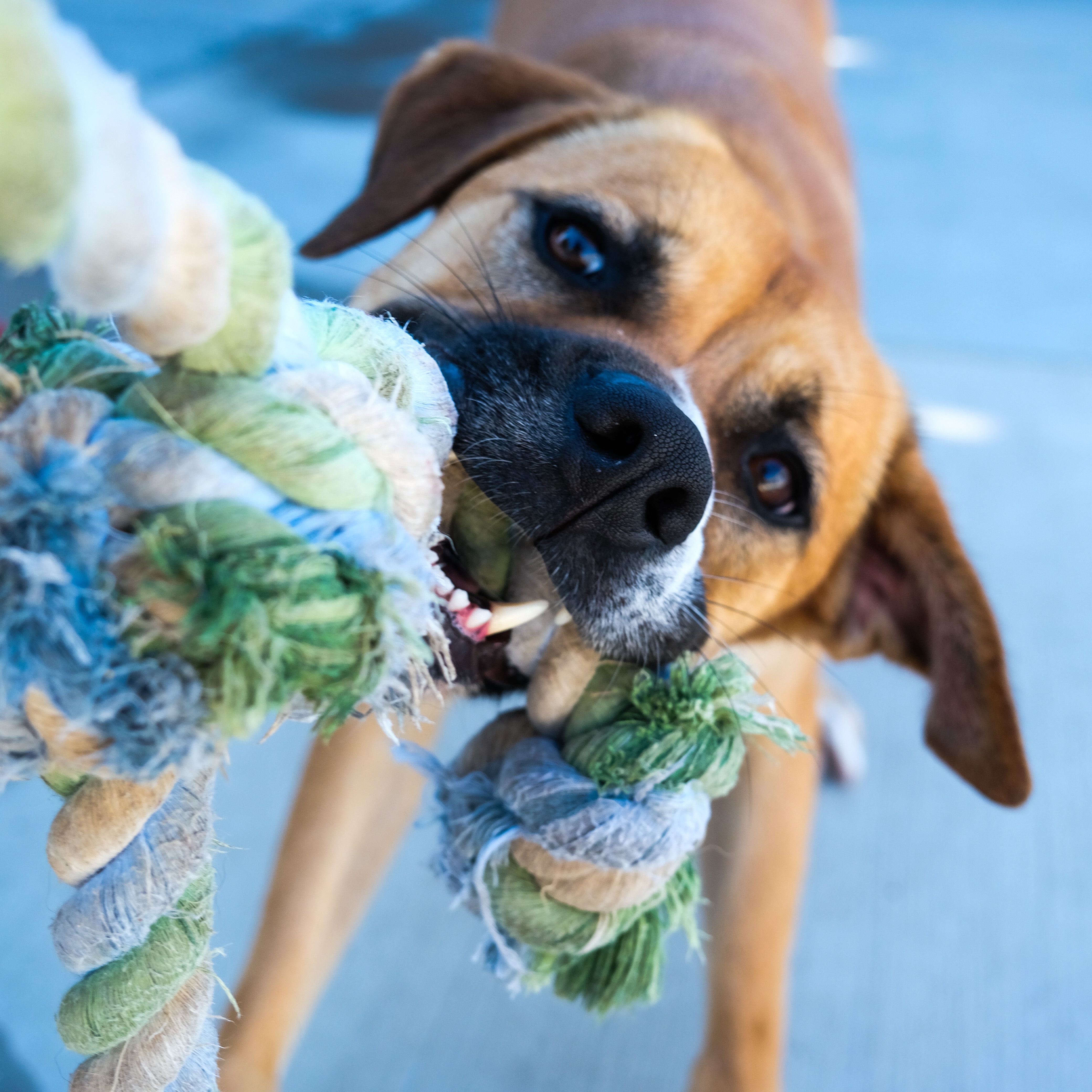 Enlarge Harley, a Adoptable Hound in Newport Beach, CA image 3/6