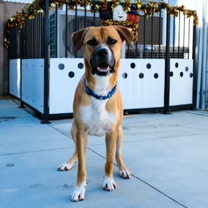Enlarge Harley, a Adoptable Hound in Newport Beach, CA image 6/6