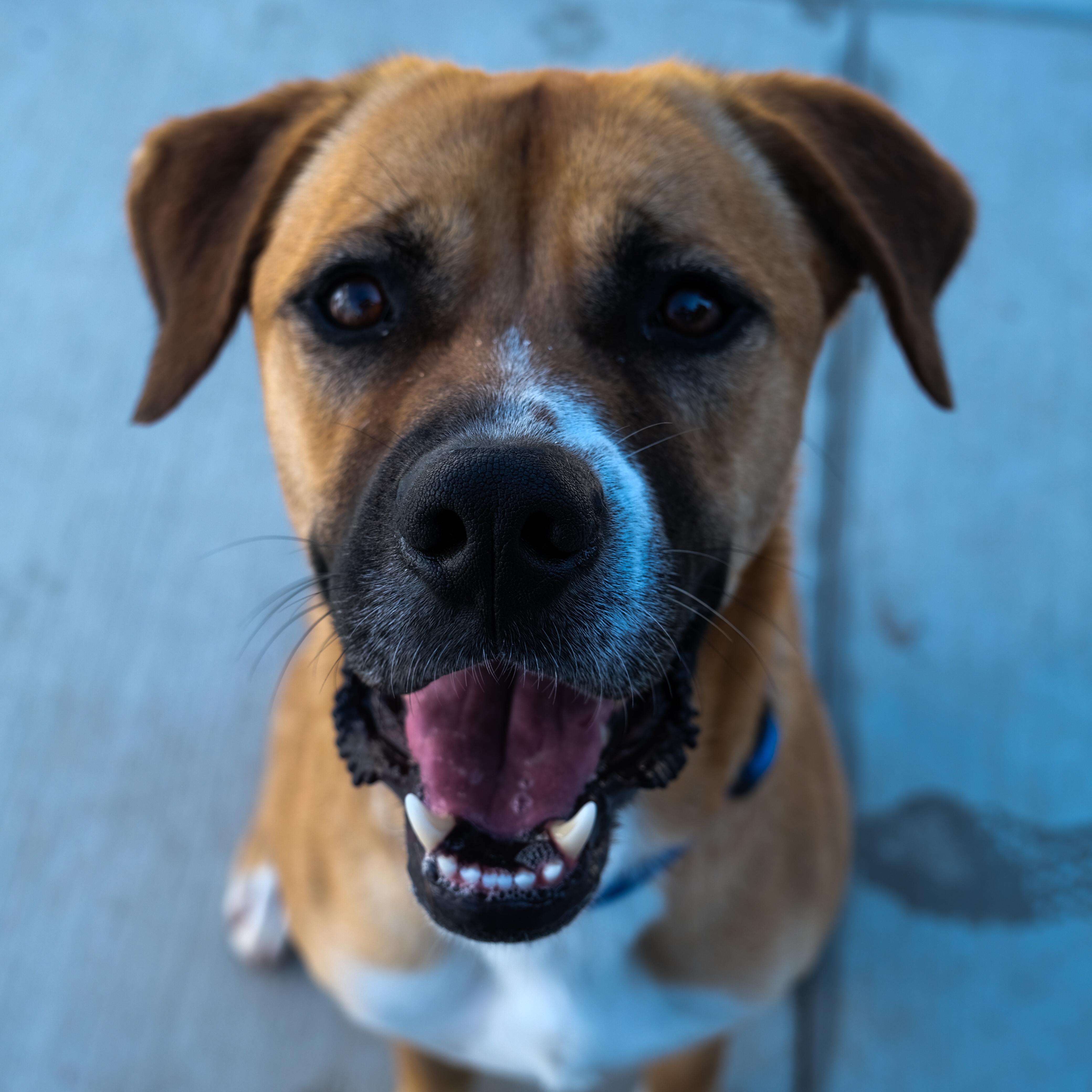 Enlarge Harley, a Adoptable Hound in Newport Beach, CA image 5/6