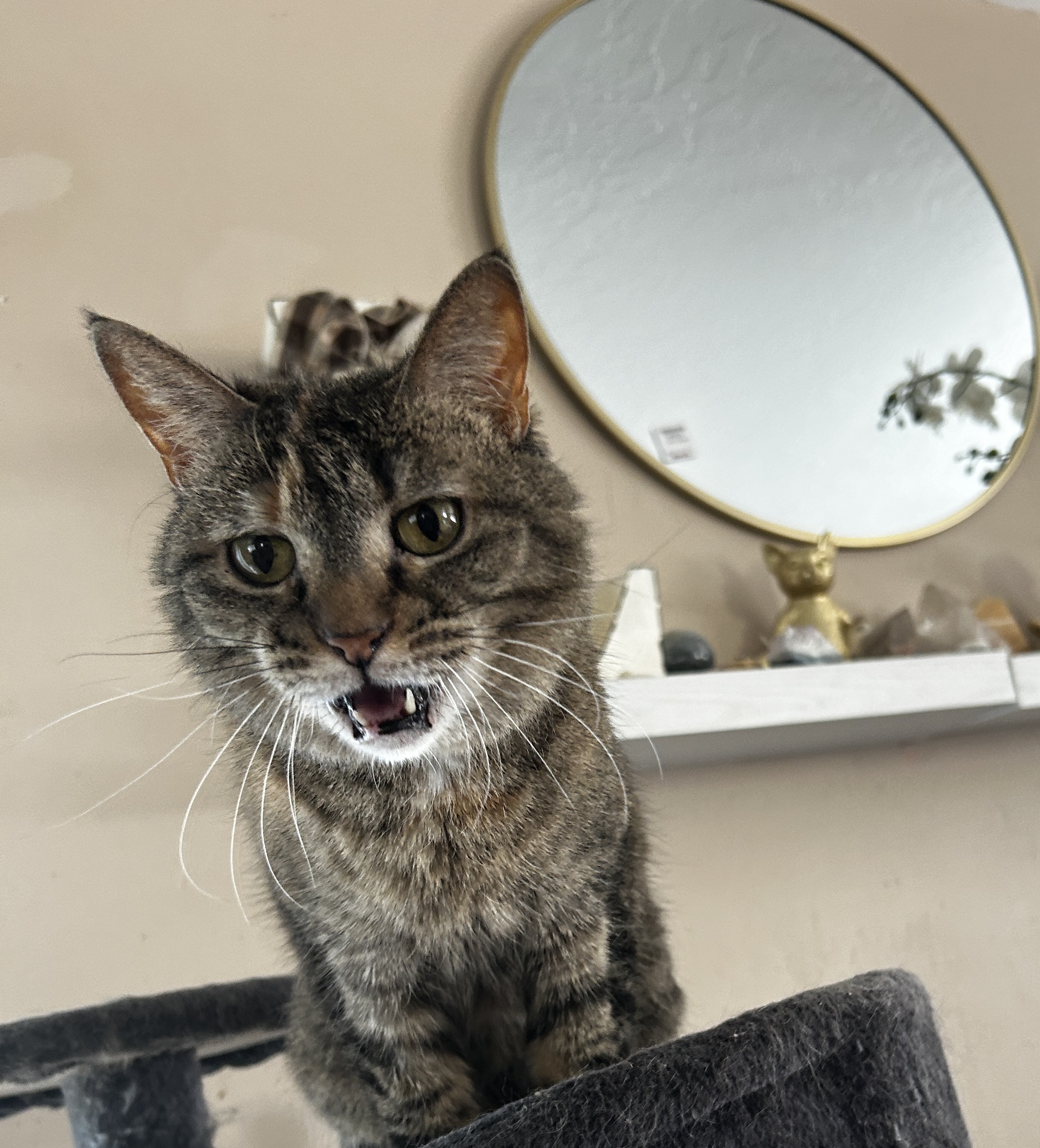 Enlarge Snickers aka Nikki, a Adopted Domestic Short Hair in Vernal, UT image 3/5