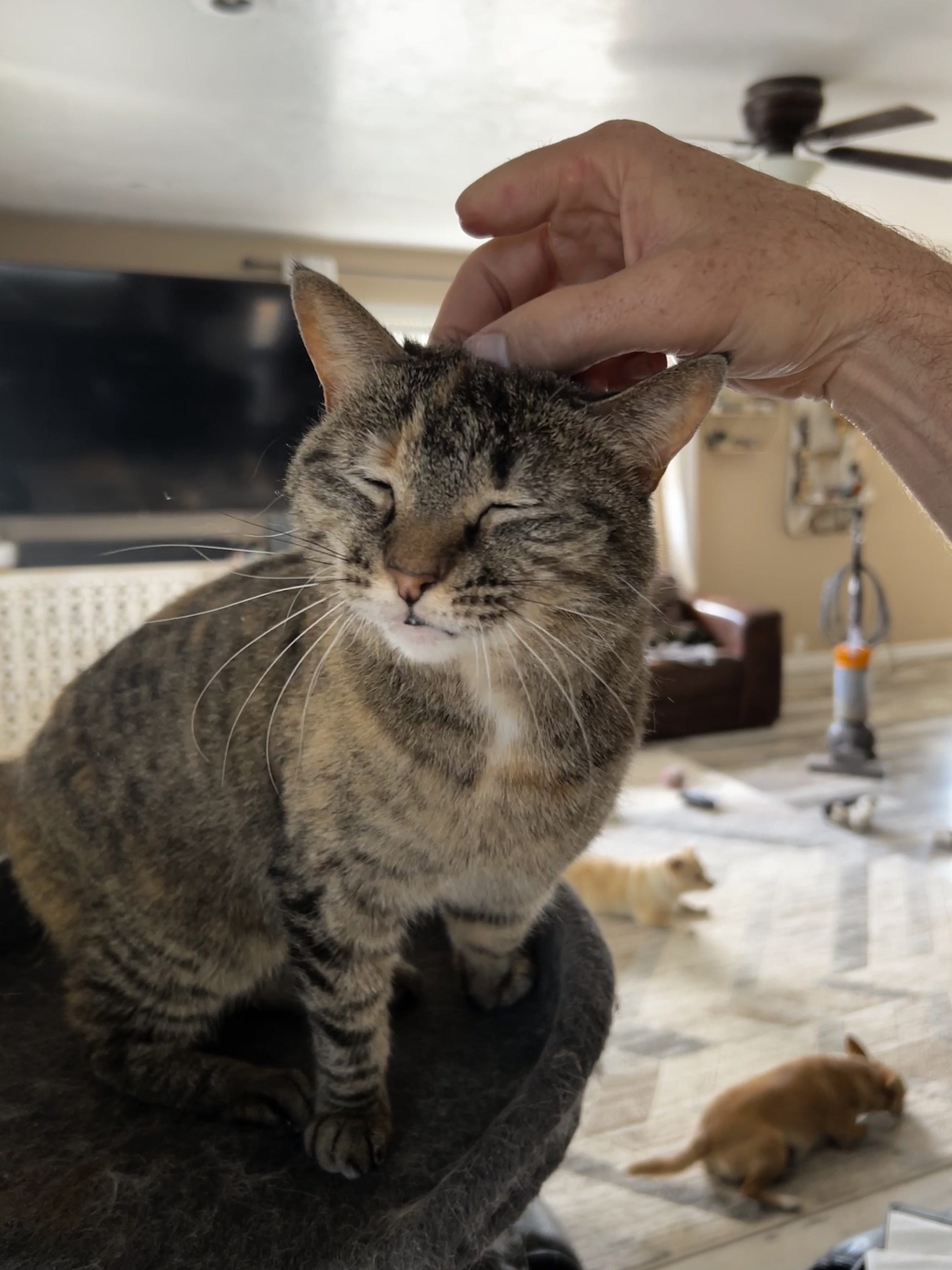 Enlarge Snickers aka Nikki, a Adopted Domestic Short Hair in Vernal, UT image 2/5