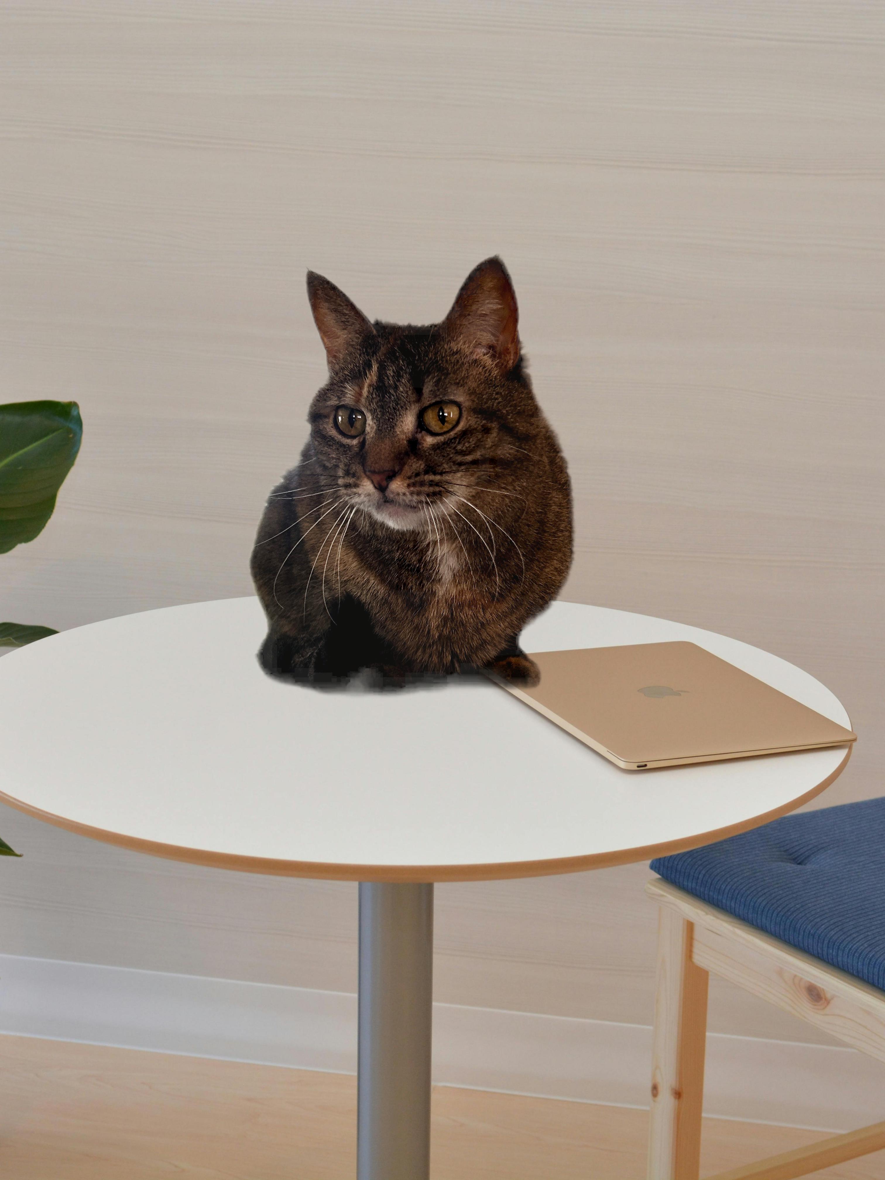 Enlarge Snickers aka Nikki, a Adopted Domestic Short Hair in Vernal, UT image 1/5