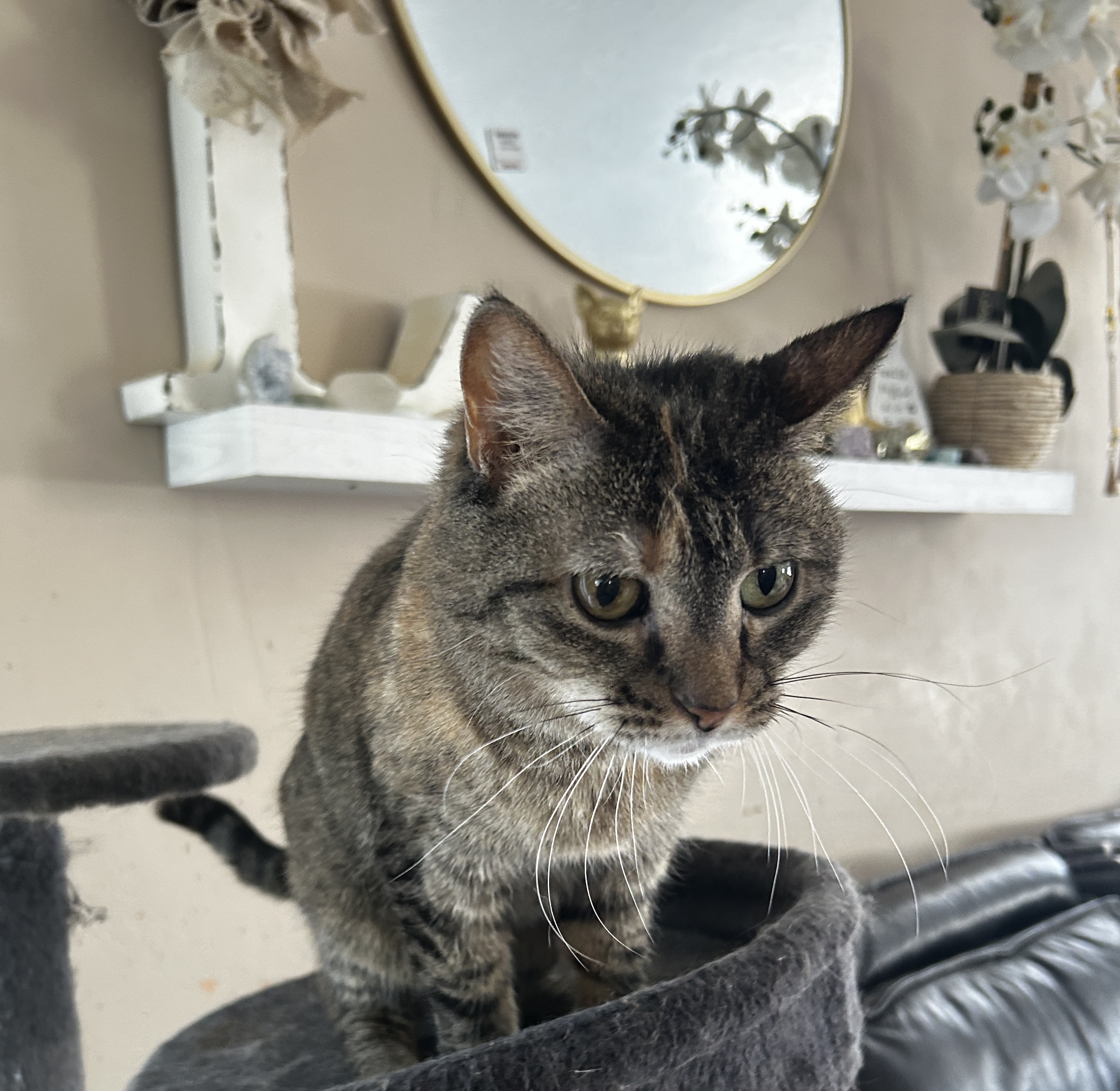 Enlarge Snickers aka Nikki, a Adopted Domestic Short Hair in Vernal, UT image 5/5