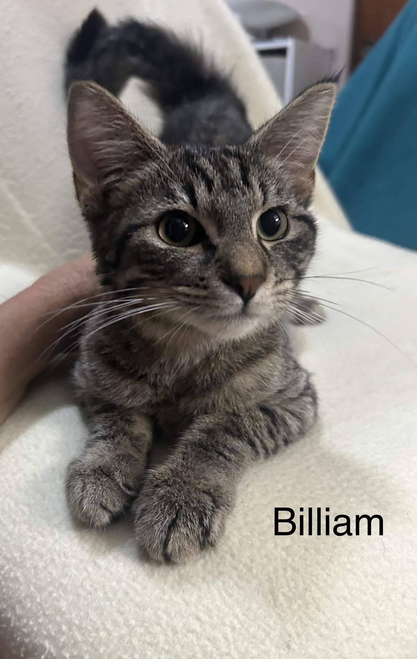 Enlarge Billiam, a Adoptable Domestic Short Hair in Herculaneum, MO image 1/1