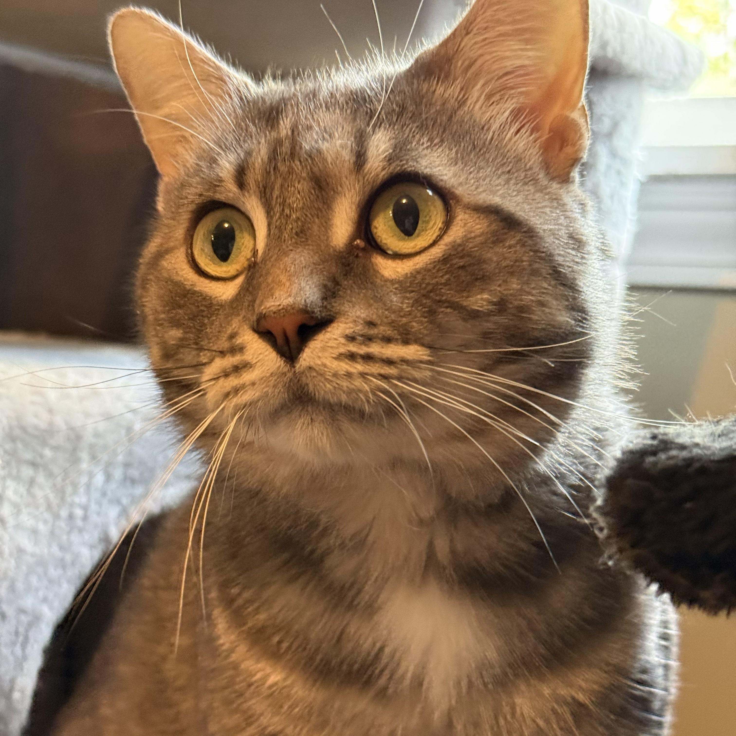 Benny-- courtesy listing, Adoptable, Young Male American Shorthair & Tabby.