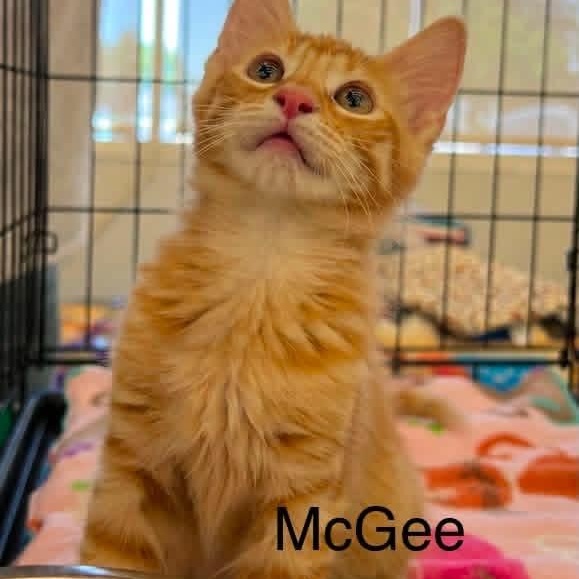 Enlarge McGee M., an adopted Tabby in Sacramento, CA image 1/1
