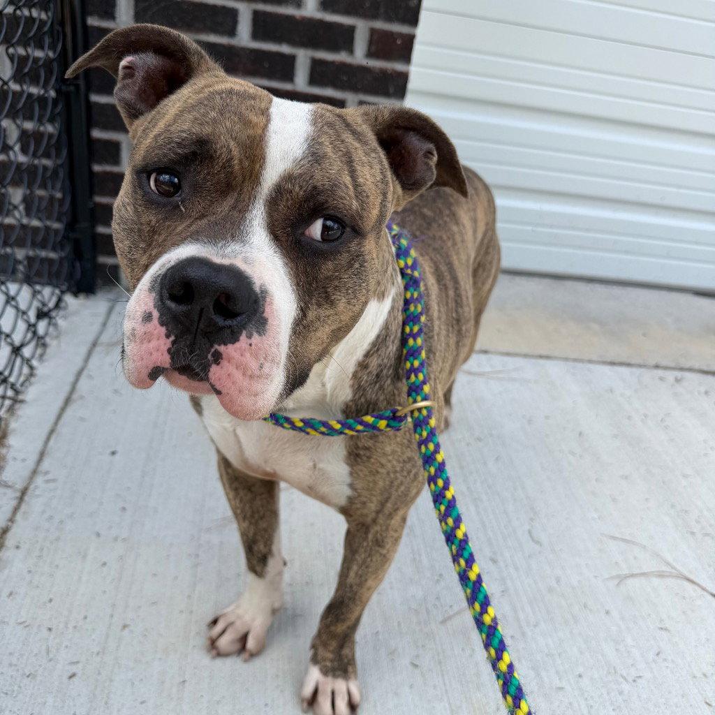 26-270 Paulie, Adoptable, Adult Male Pit Bull Terrier.