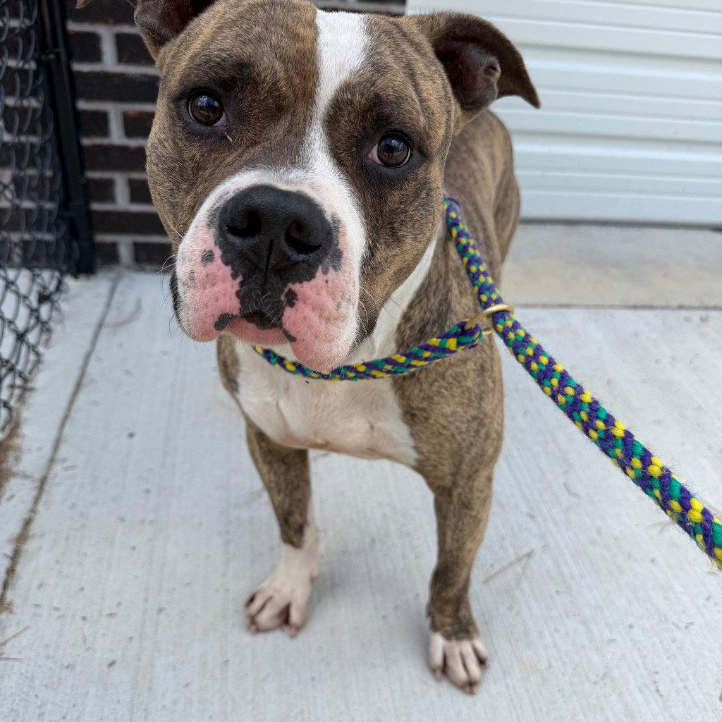 Enlarge 26-270 Paulie, a Adoptable Pit Bull Terrier in Tarboro, NC image 2/3