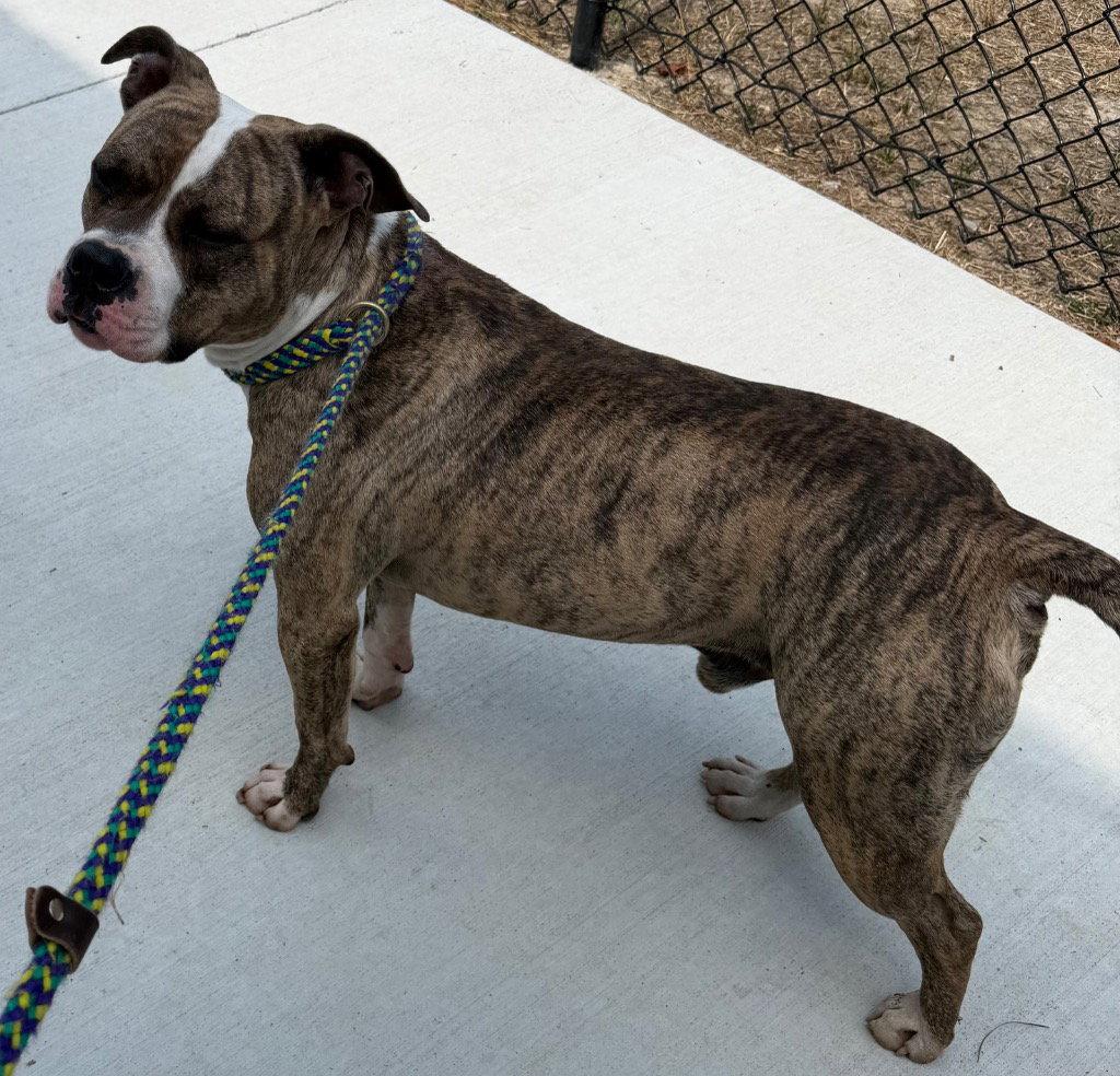 Enlarge 26-270 Paulie, a Adoptable Pit Bull Terrier in Tarboro, NC image 3/3