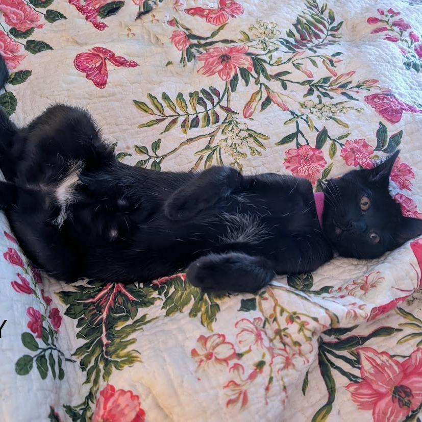 Enlarge Betty, a Adoptable Domestic Short Hair in Morgan Hill, CA image 1/1