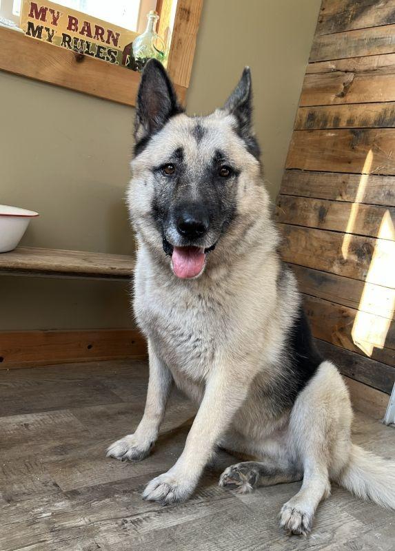 Sandy, Adopted, Adult Female German Shepherd Dog.