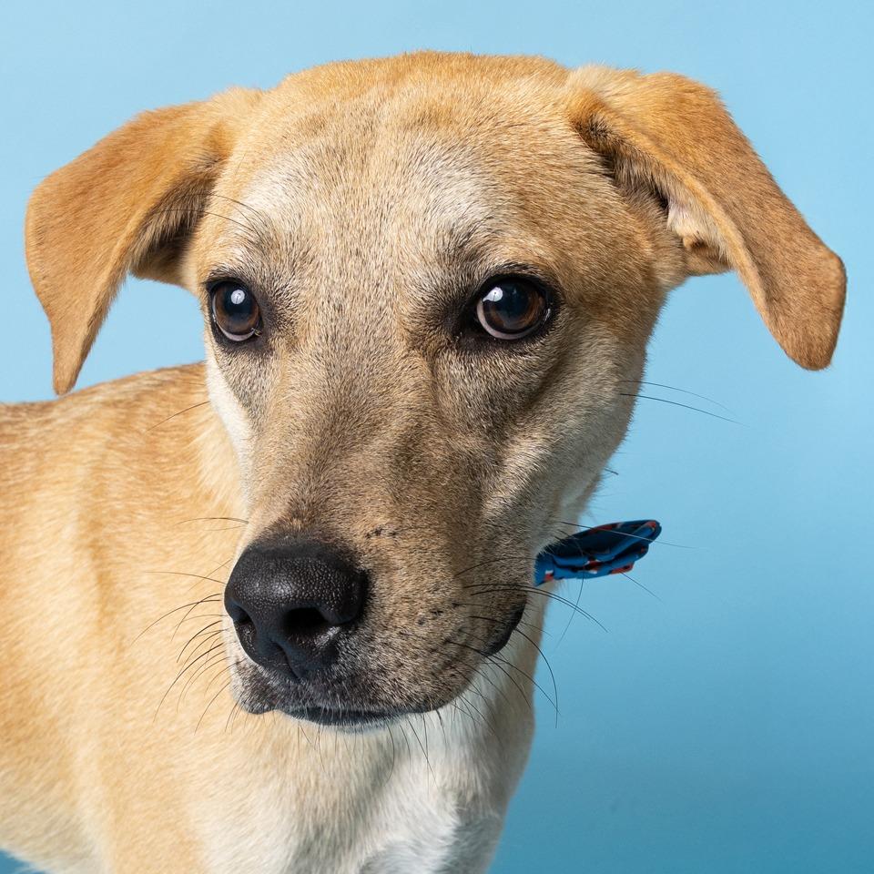 Memphis, Adoptable, Adult Male Mixed Breed.