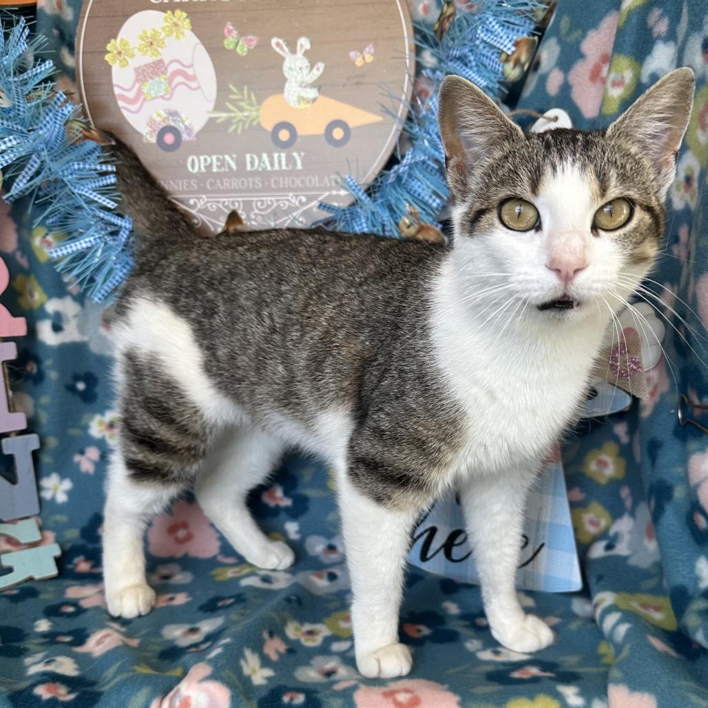 Enlarge Megaphone, a Adoptable mixed breed in Mount Vernon, IL image 1/1