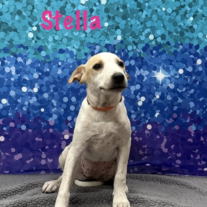 Enlarge Stella, a Adoptable mixed breed in Albany, NY image 1/2