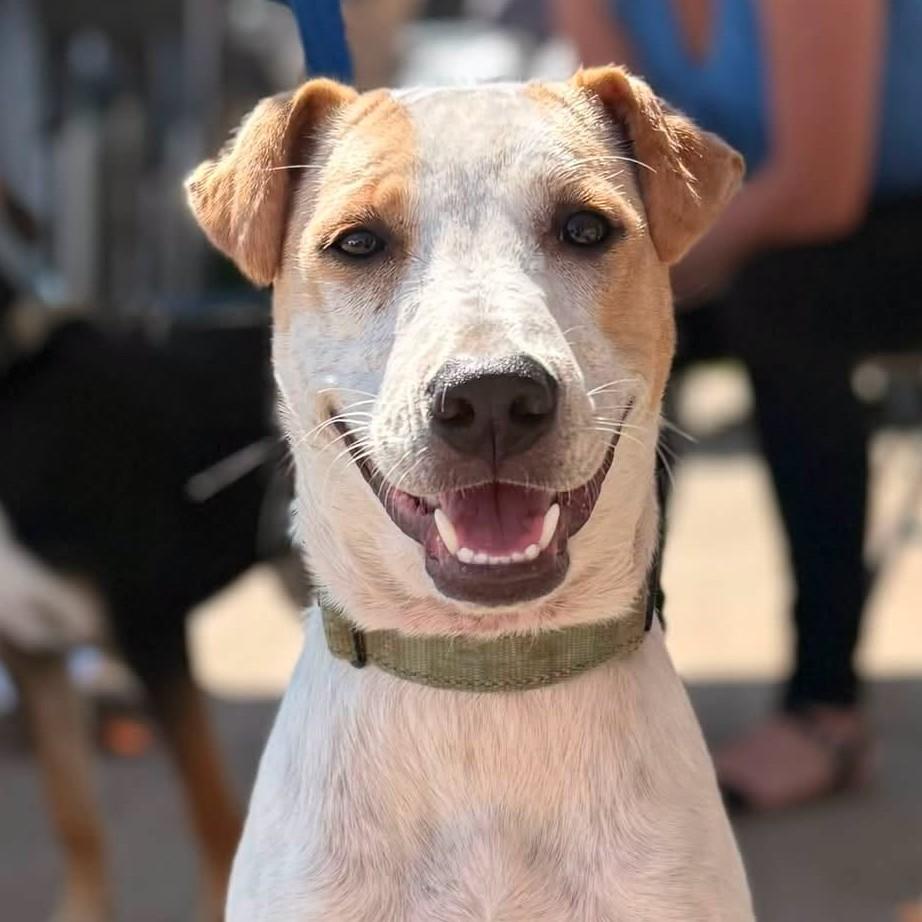Stella, Adoptable, Puppy Female Hound.
