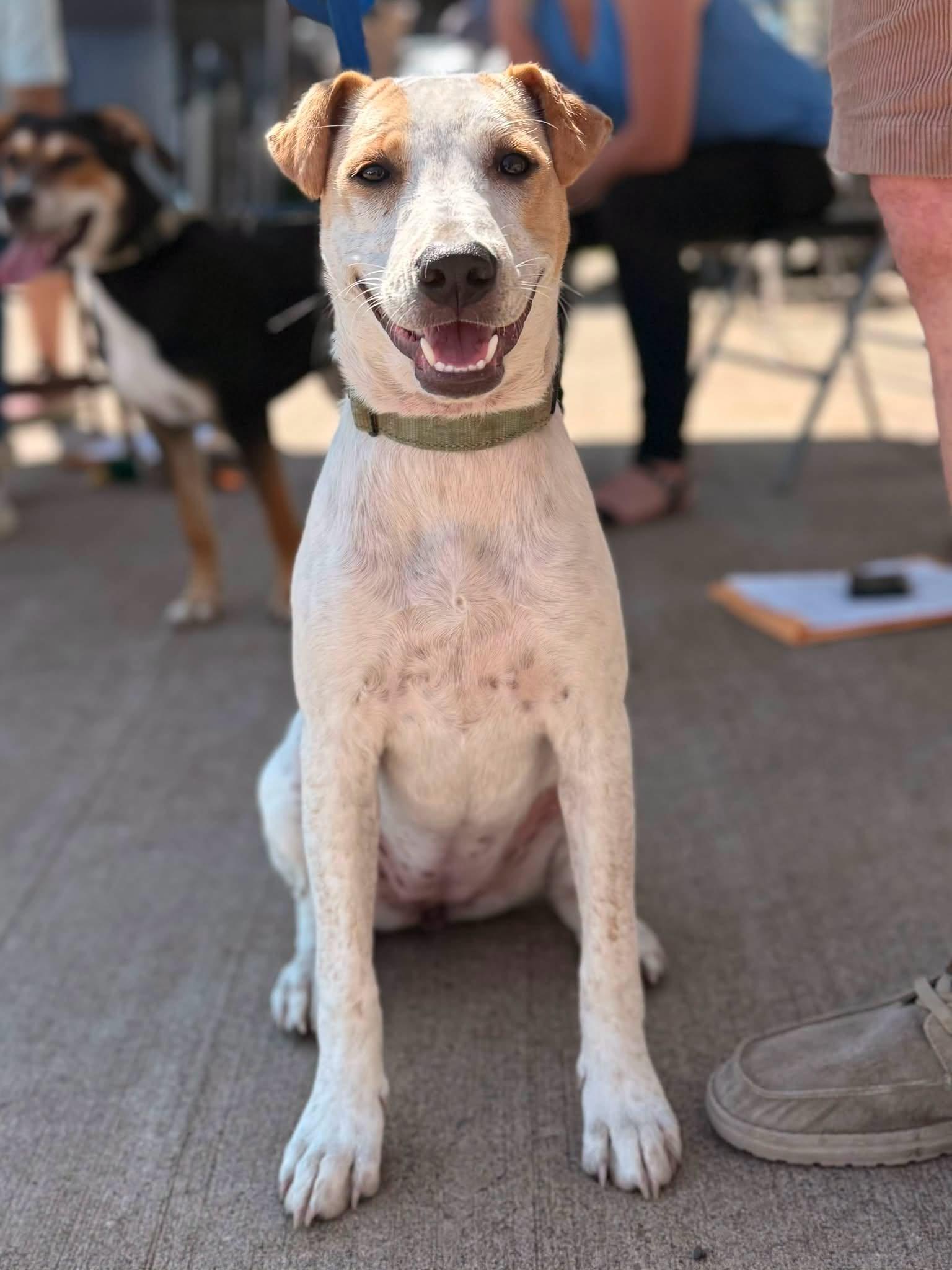 Enlarge Stella, a Adoptable mixed breed in Albany, NY image 2/4