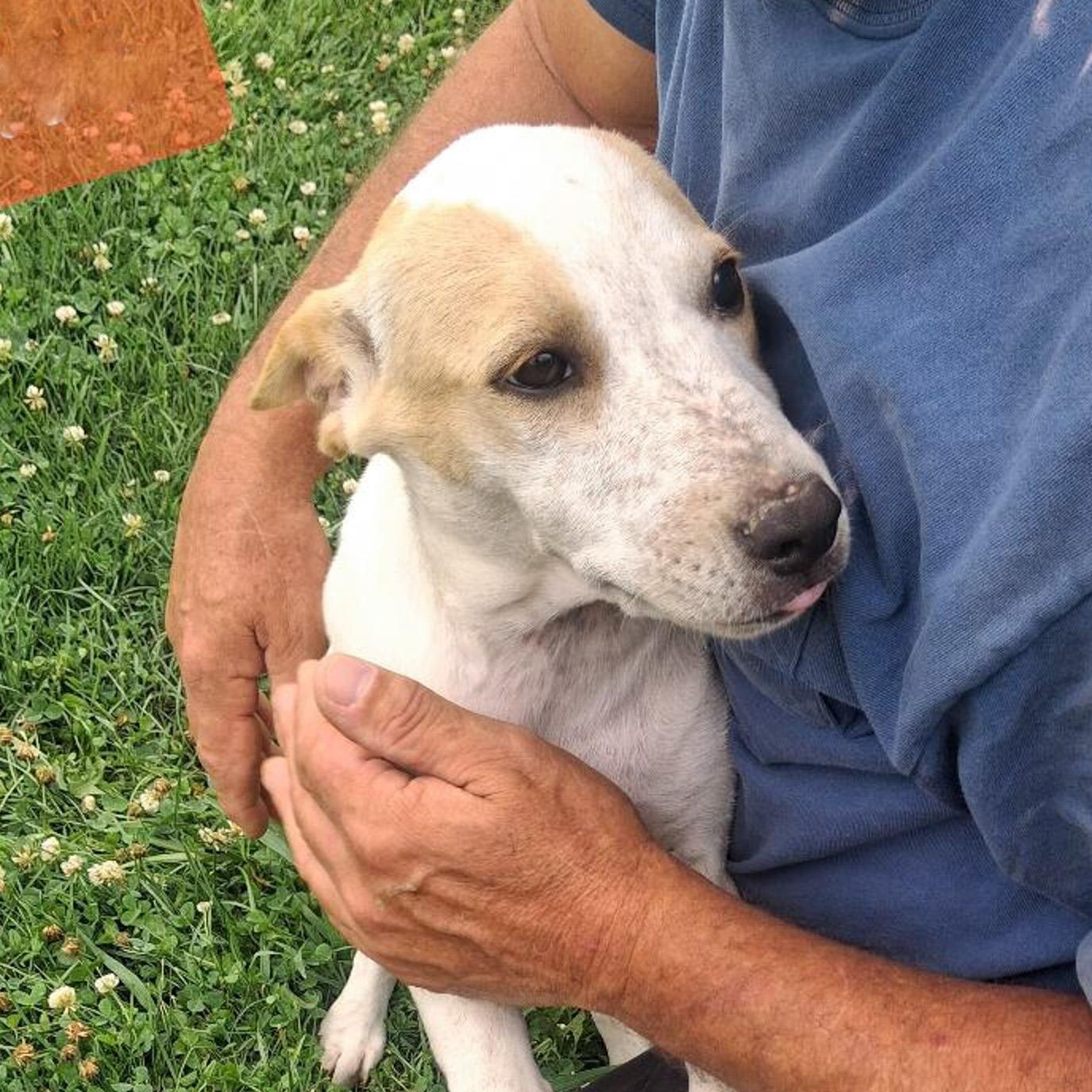 Enlarge Stella, a Adoptable mixed breed in Albany, NY image 2/2