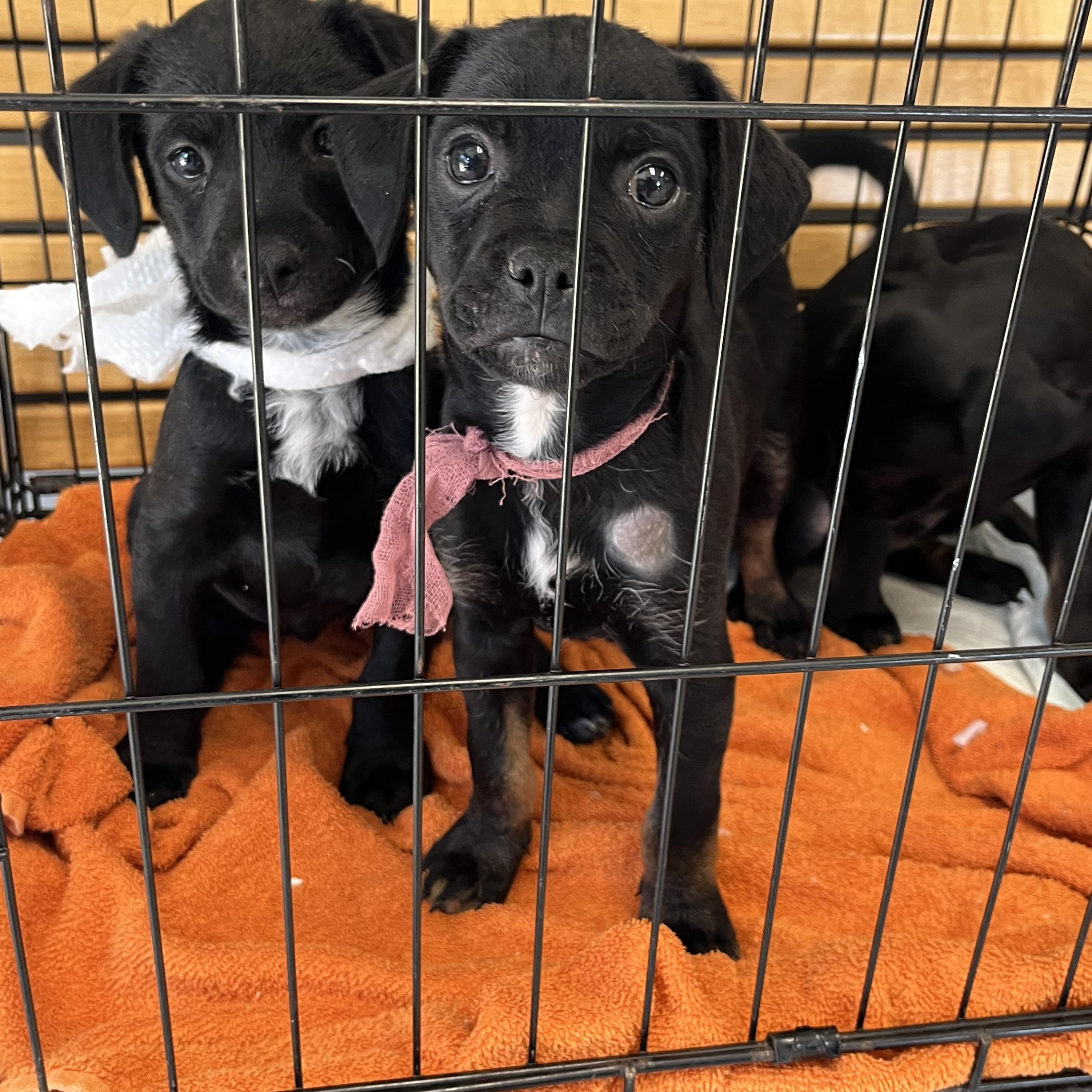 Enlarge Pug Terrier puppies, a Adoptable mixed breed in Arcadia, CA image 3/4