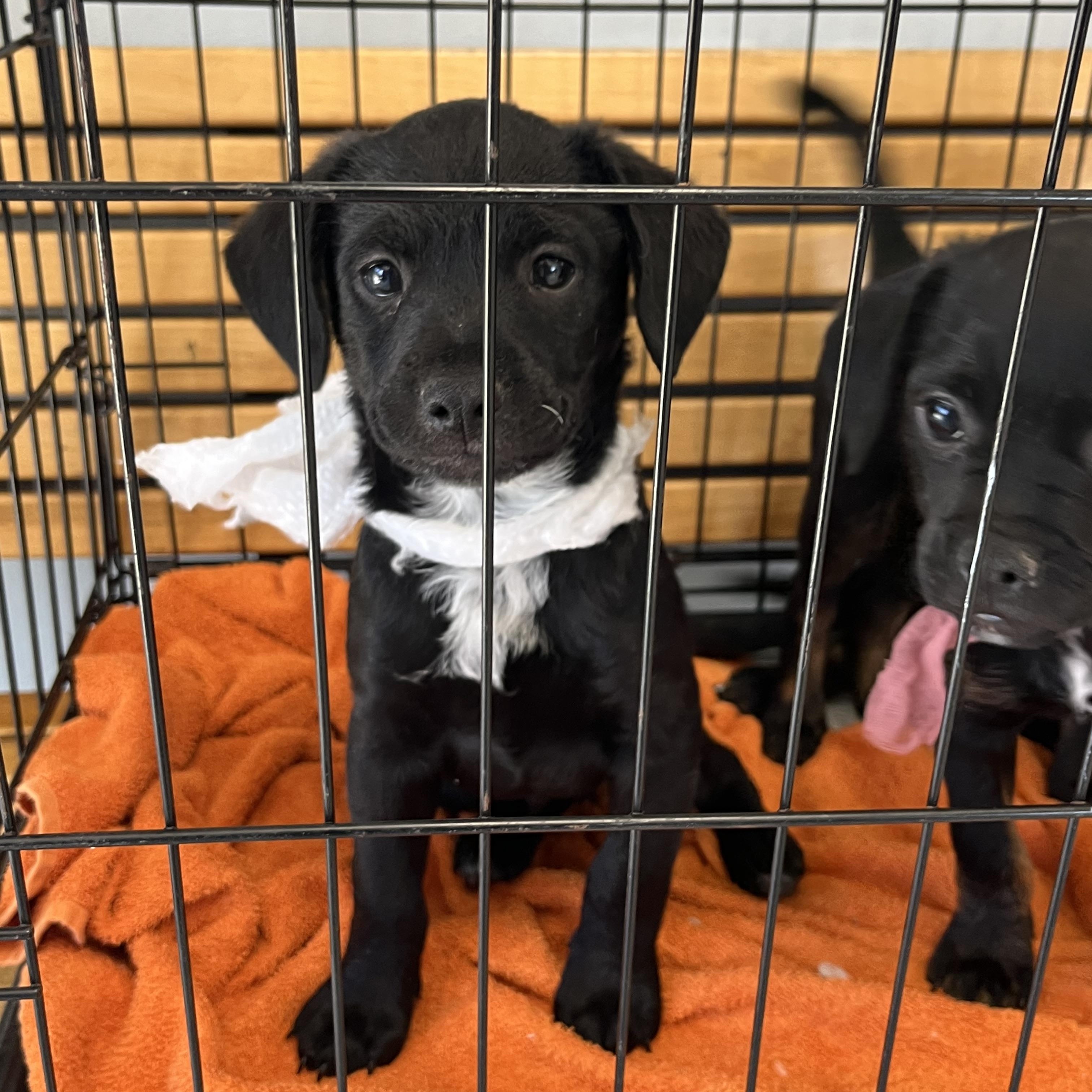 Enlarge Pug Terrier puppies, a Adoptable mixed breed in Arcadia, CA image 2/4