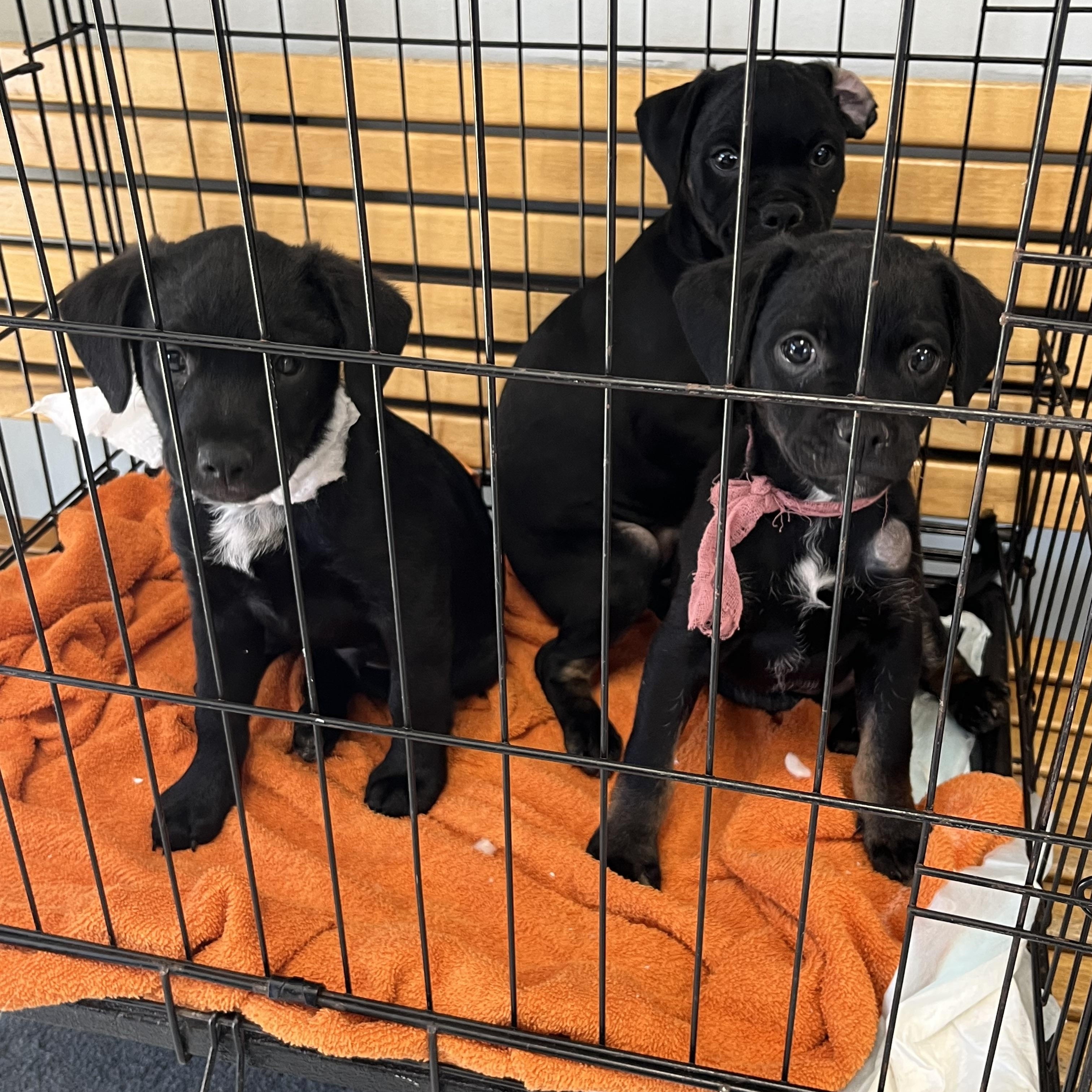 Enlarge Pug Terrier puppies, a Adoptable mixed breed in Arcadia, CA image 4/4