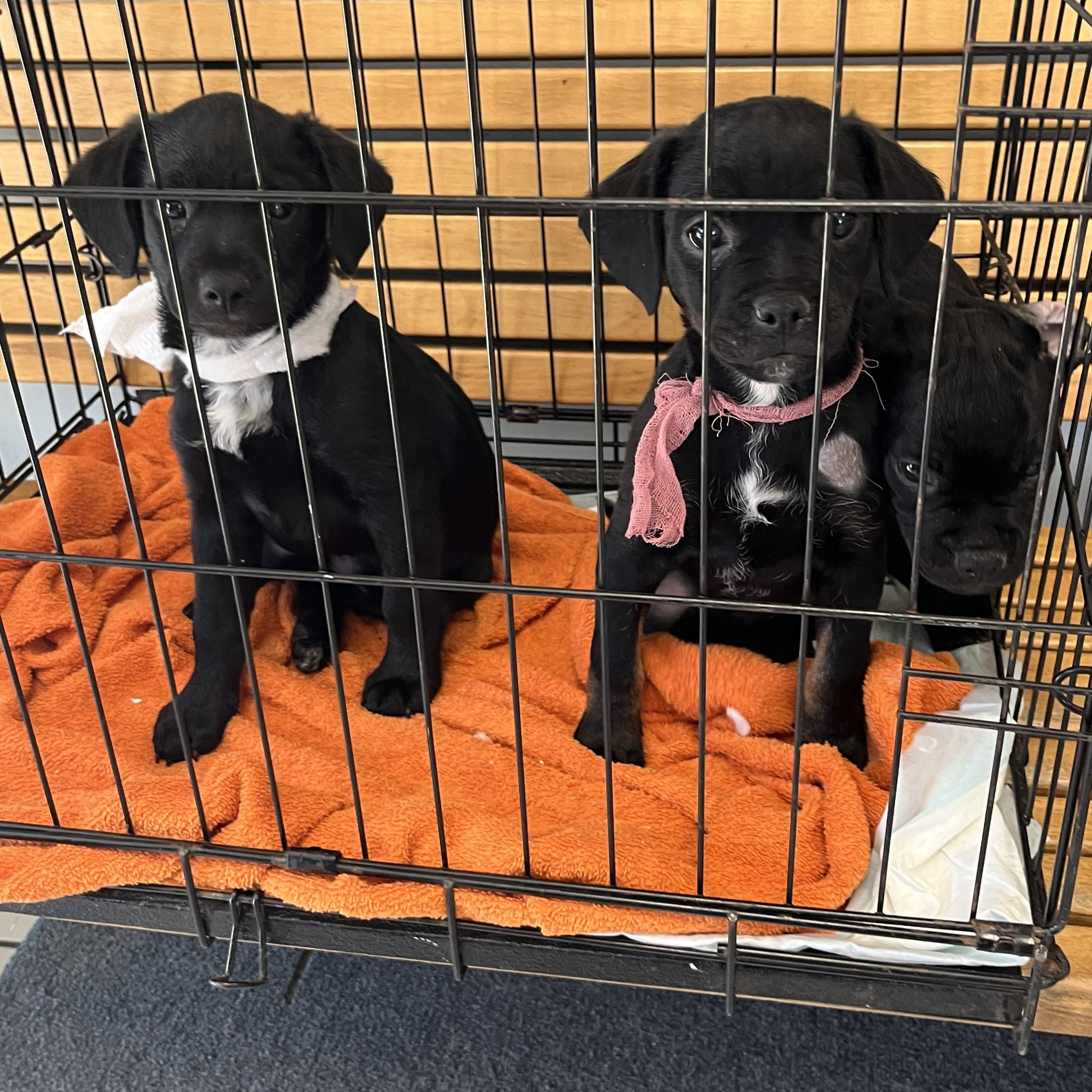 Pug Terrier puppies, Adoptable, Puppy Male Pug & Terrier.