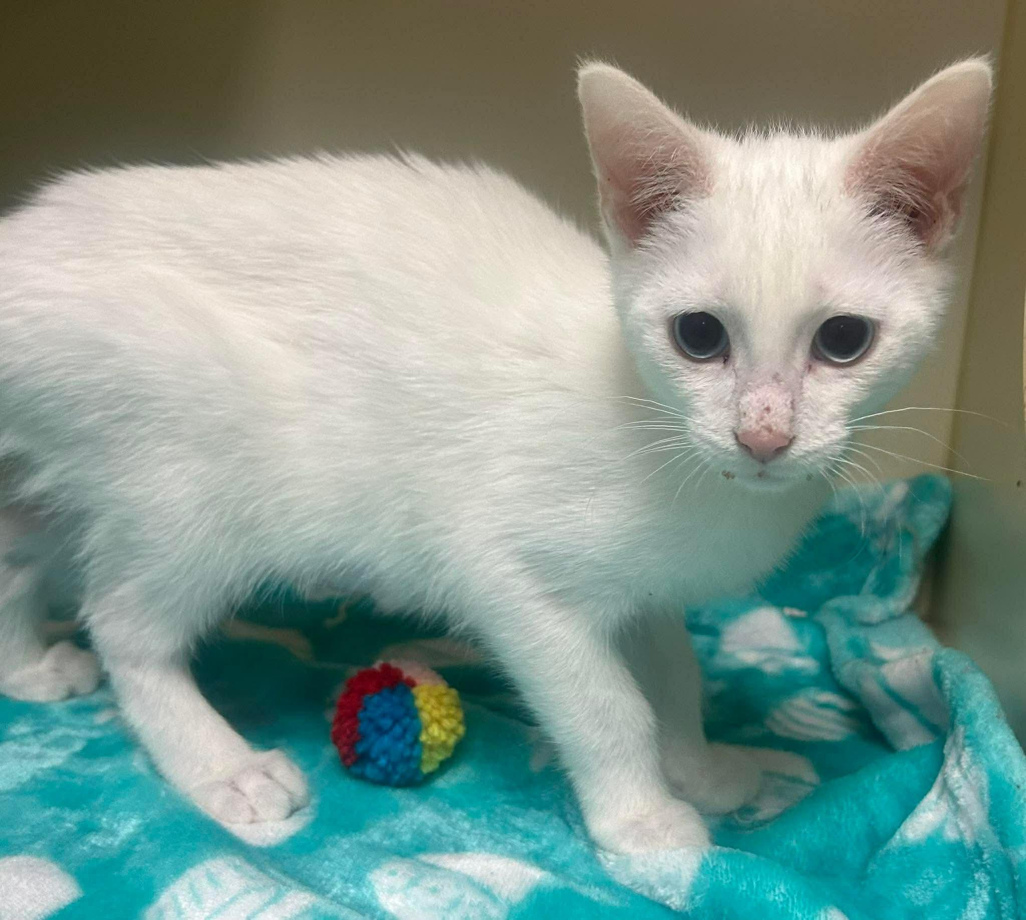 Enlarge Lisa , an adopted Domestic Short Hair in Elyria, OH image 1/1